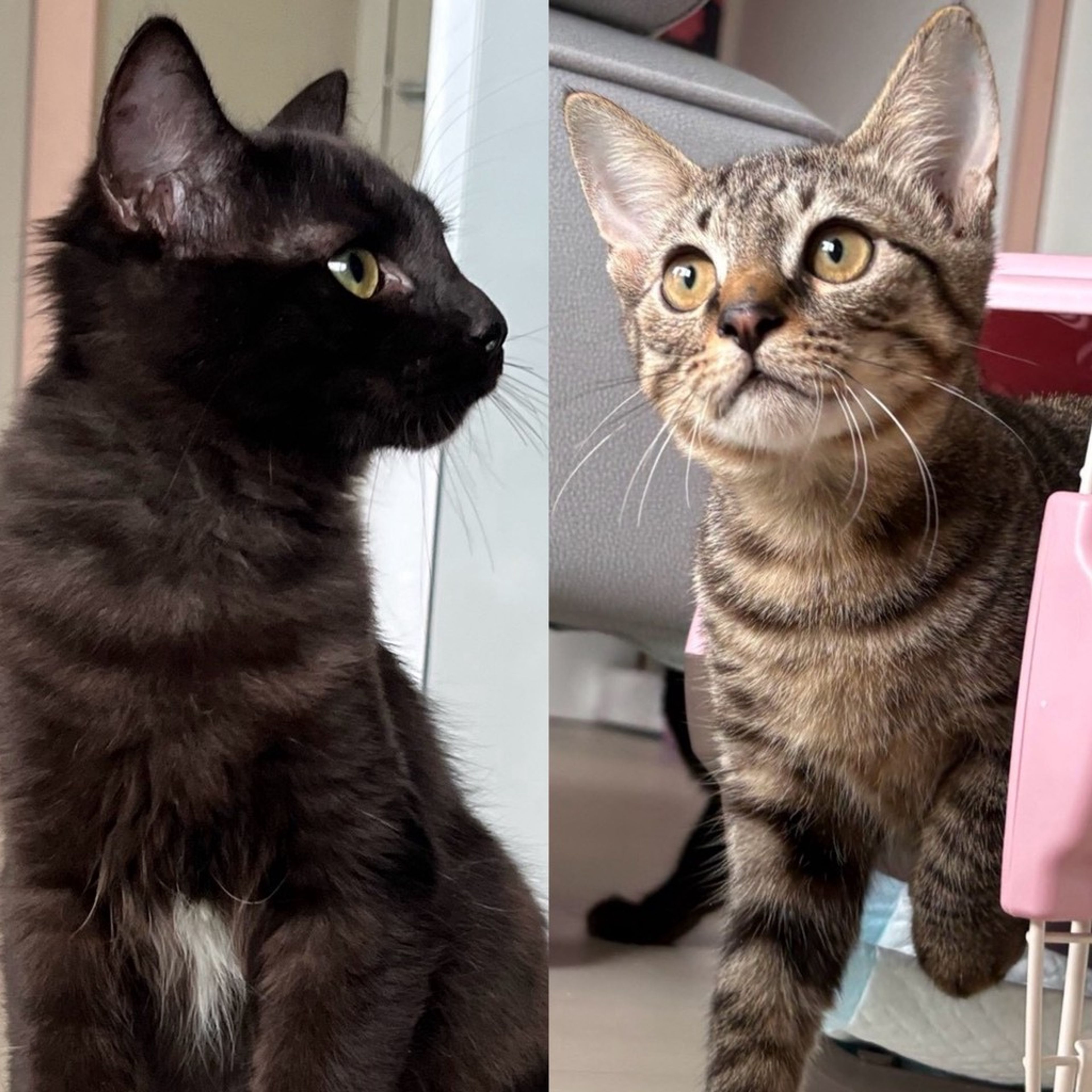 雑種（ミックス猫）・オスの里親募集の写真