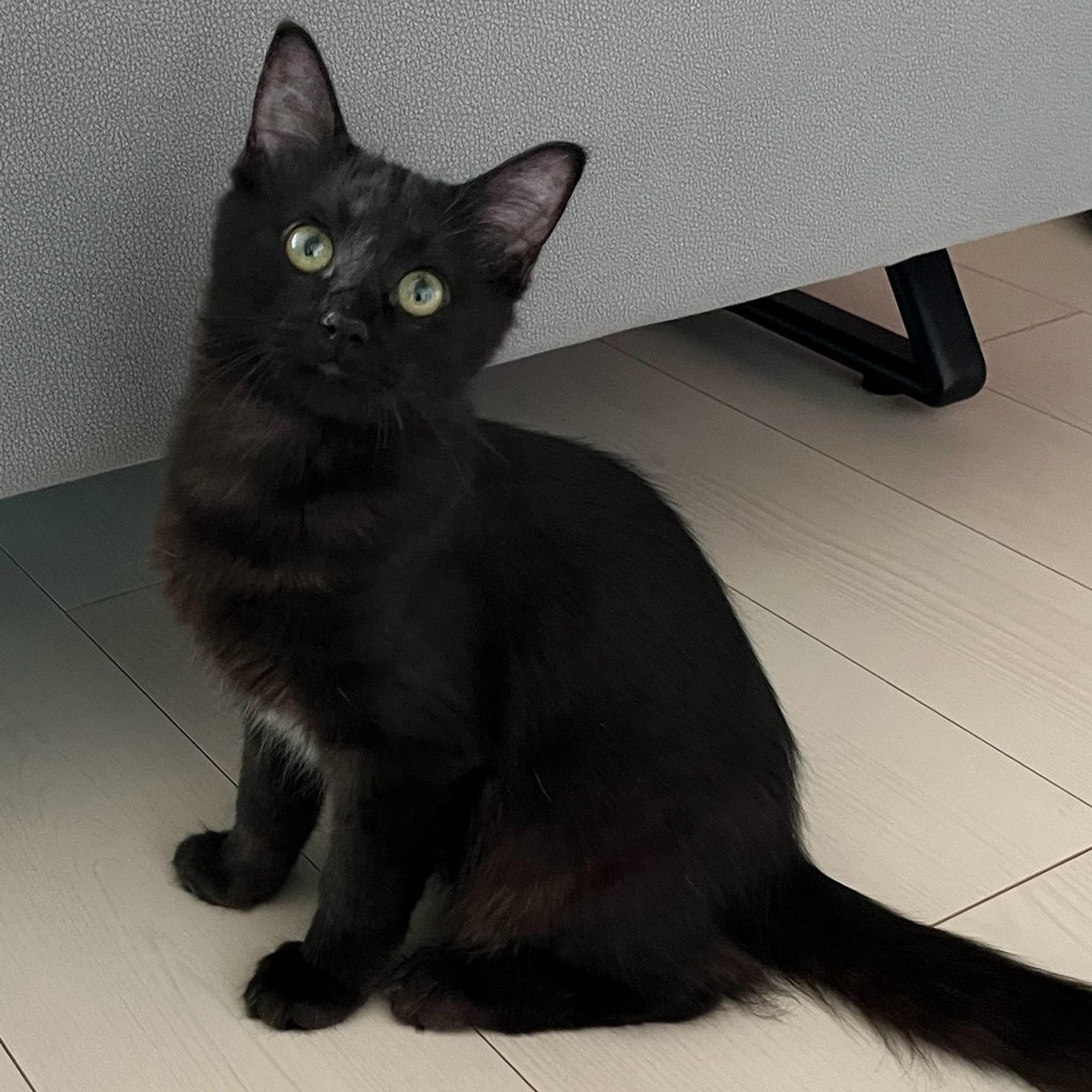 pet-image-3
