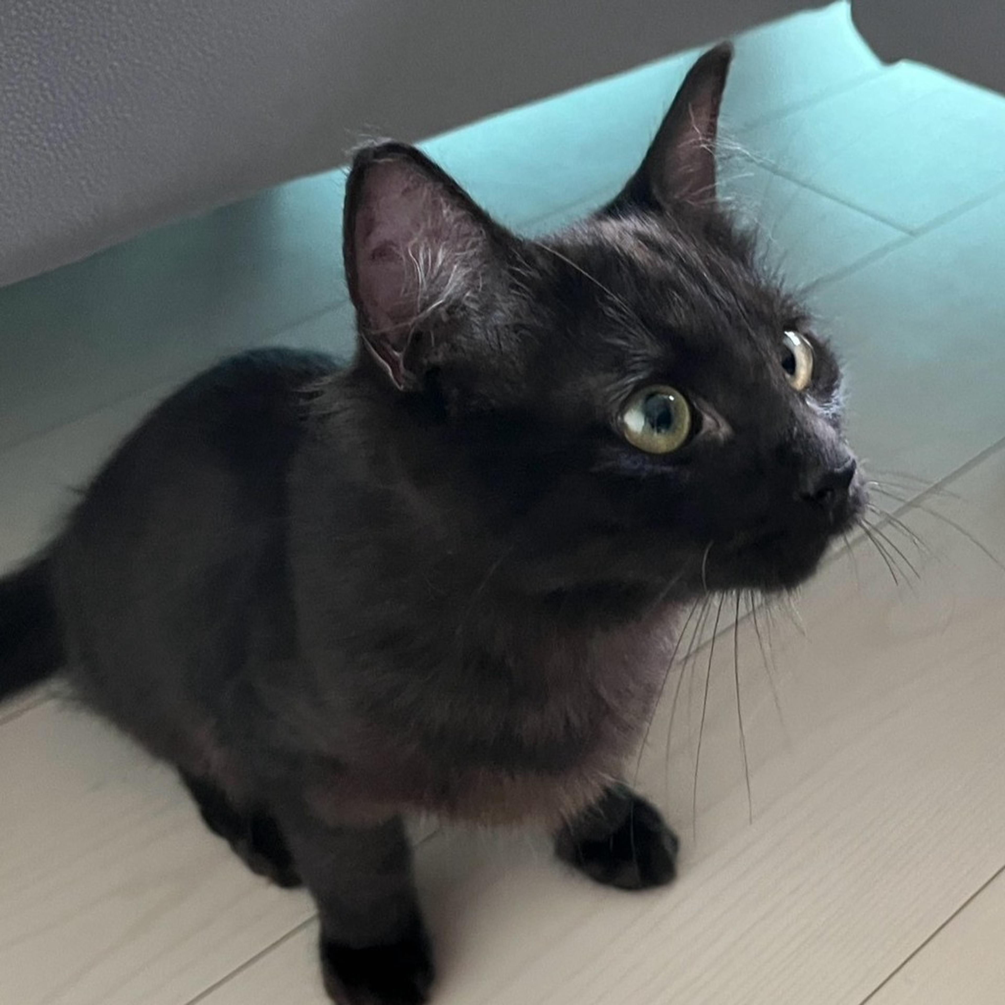 pet-image-5