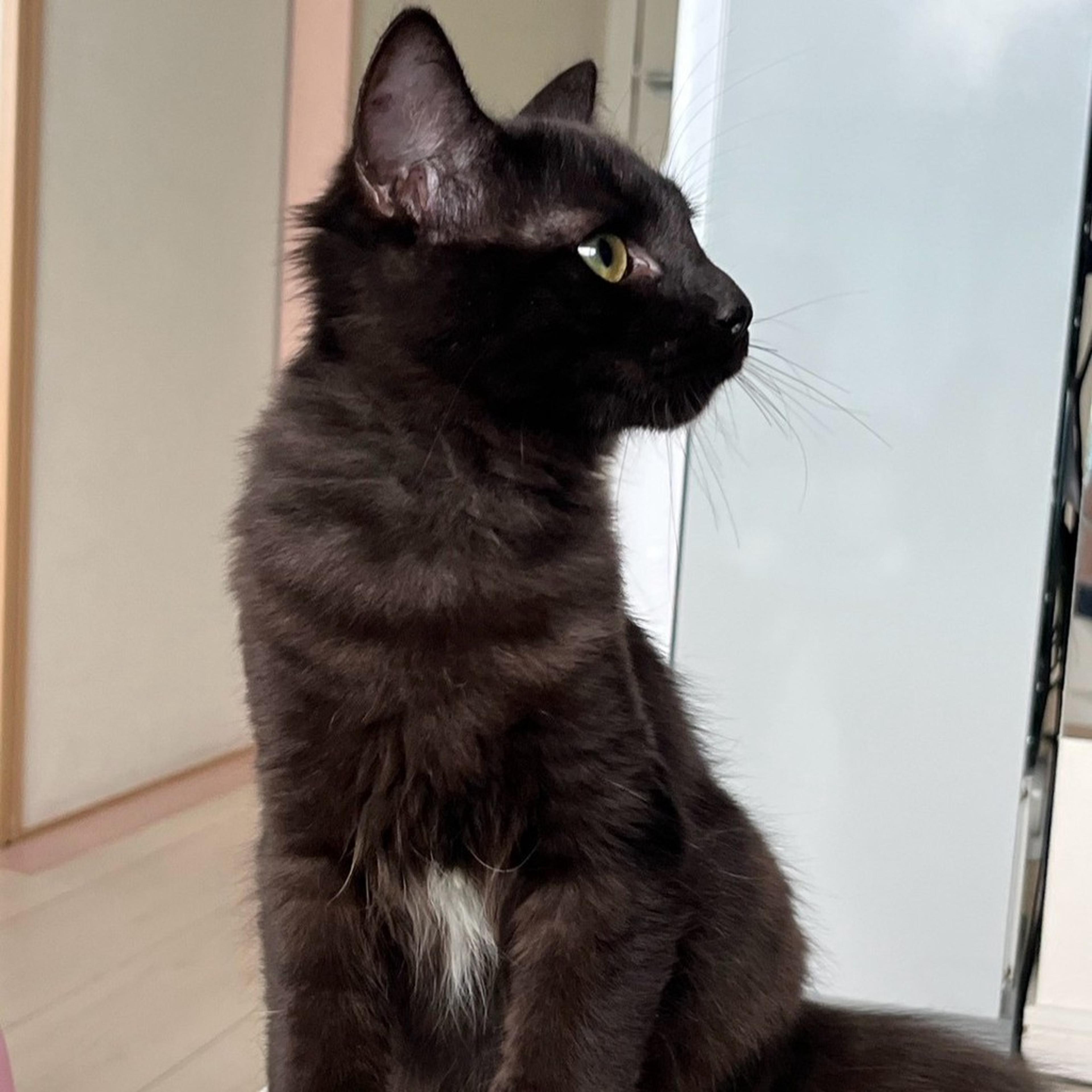 pet-image-7