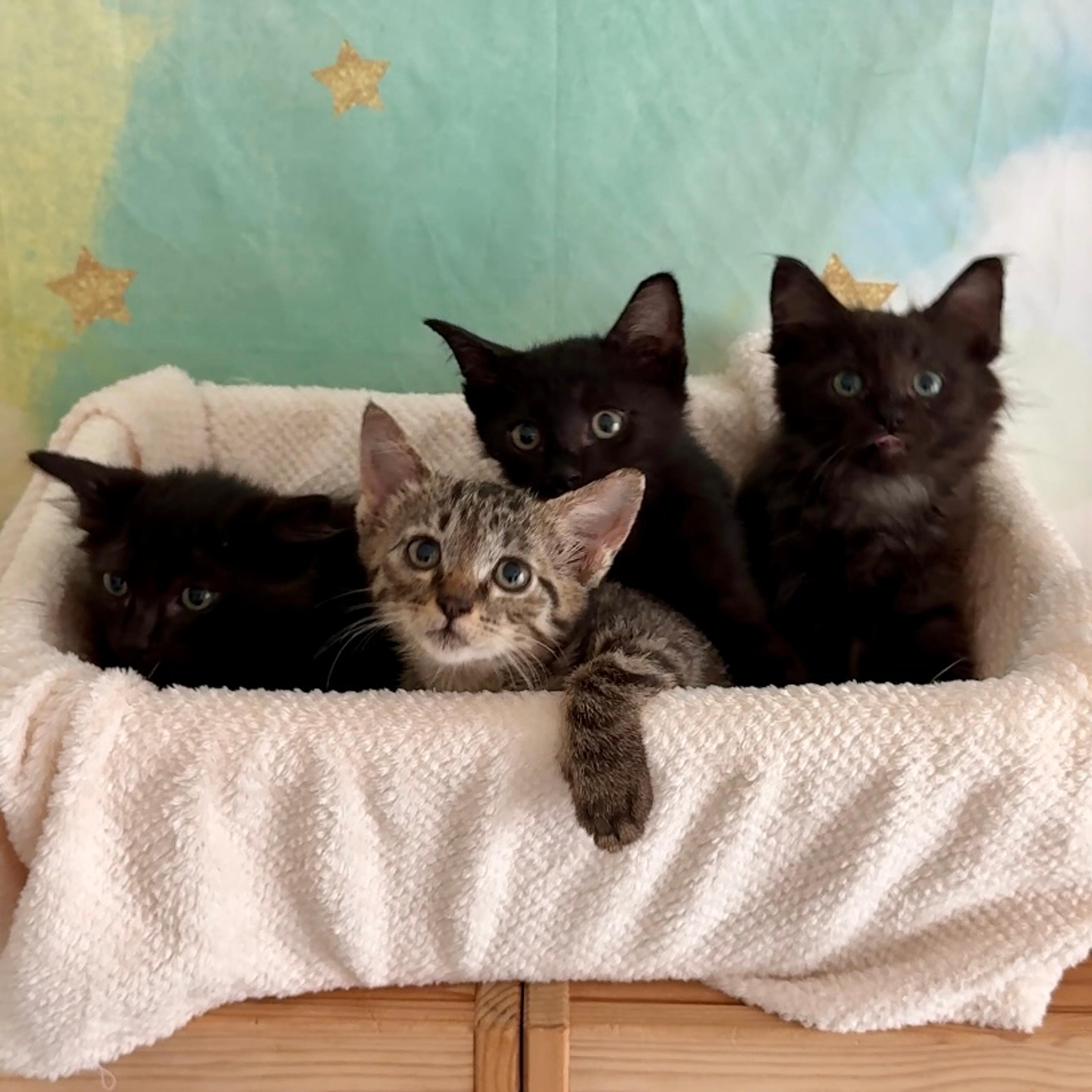 pet-image-9