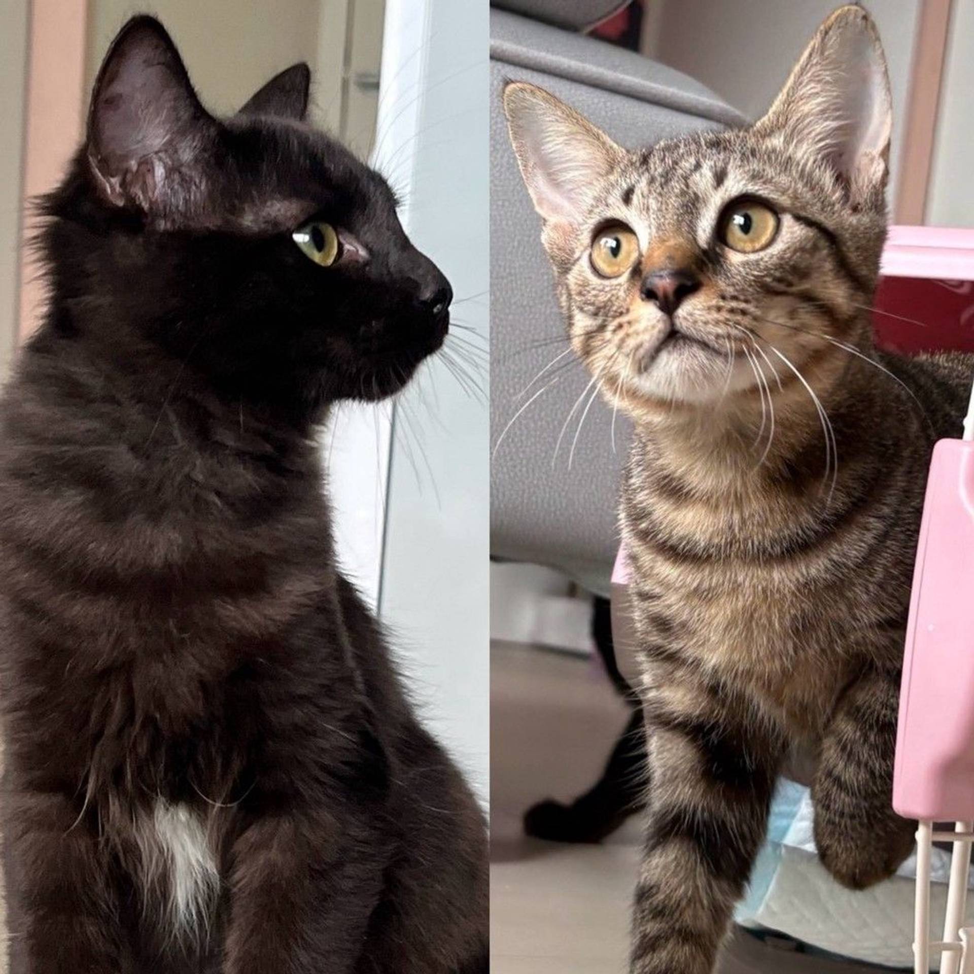 雑種（ミックス猫）・オスの里親募集の写真