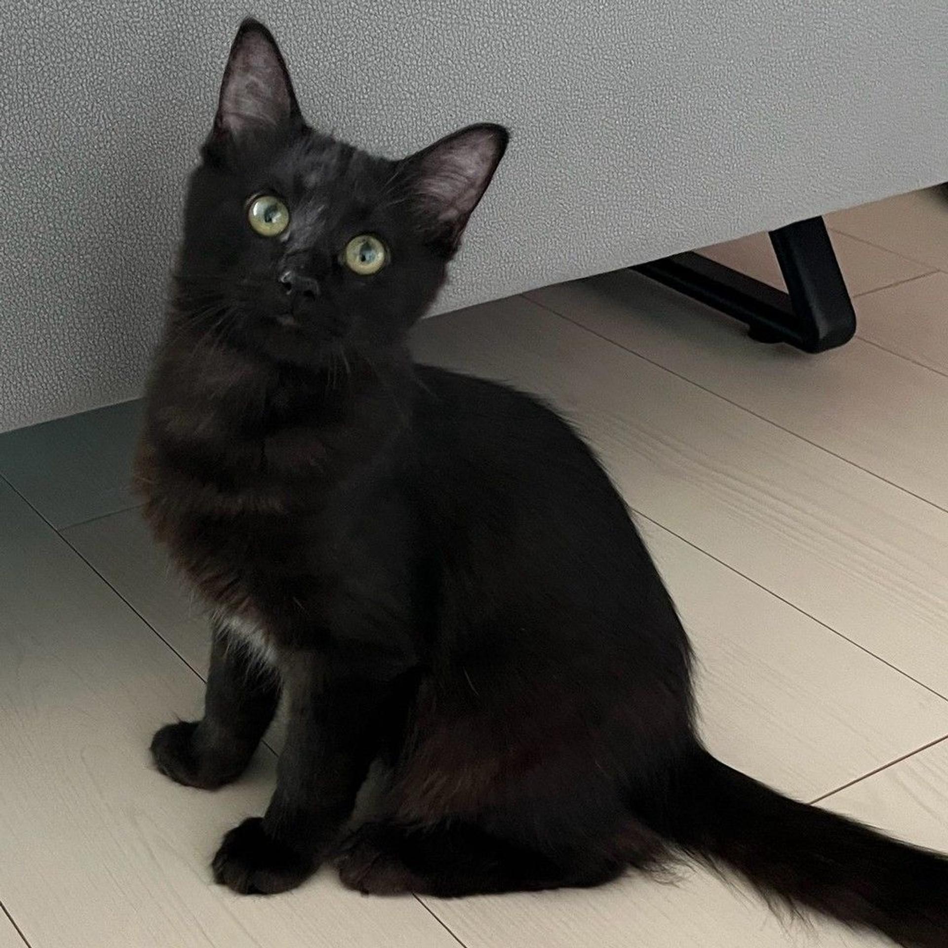 pet-image-3