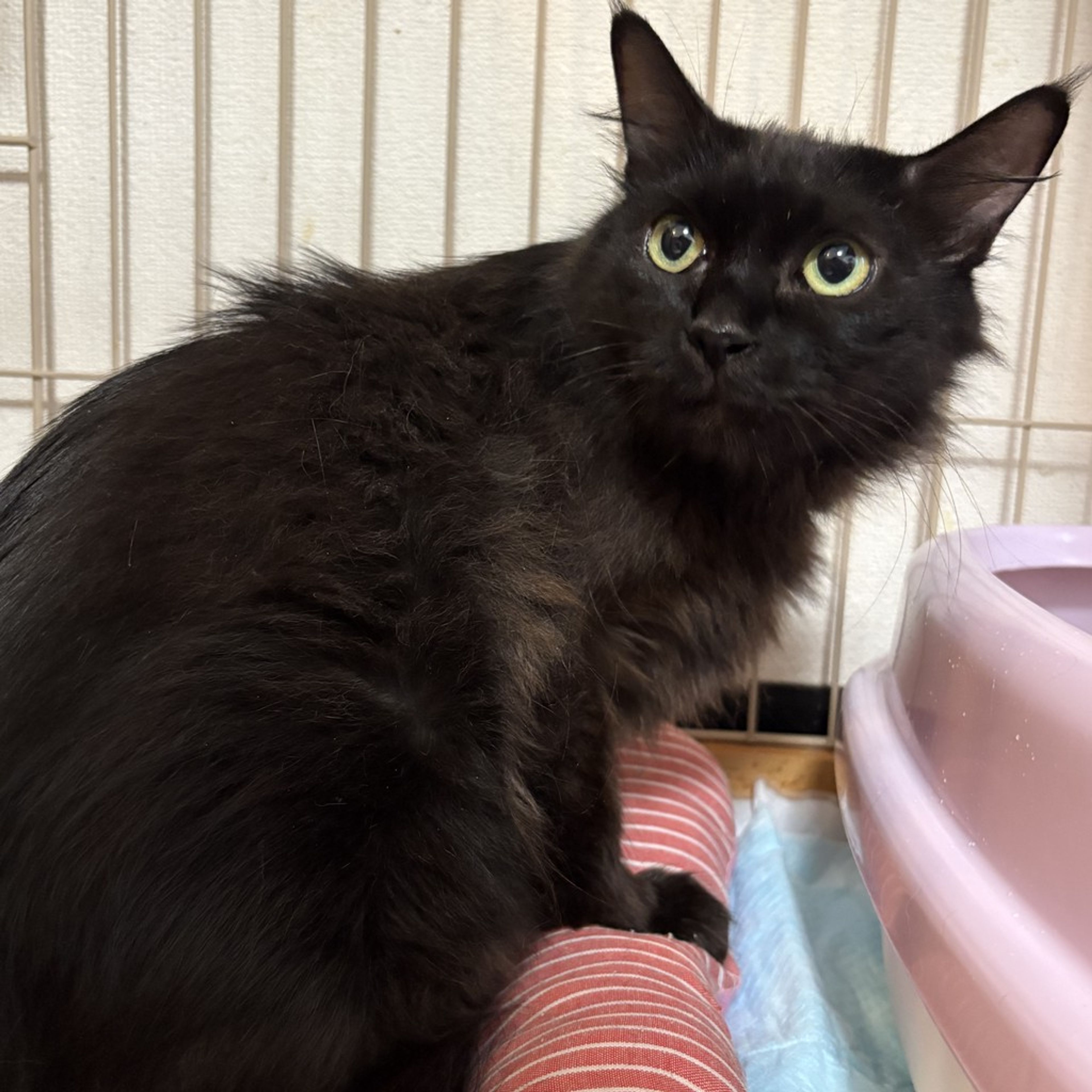 雑種（ミックス猫）・メスの里親募集の写真
