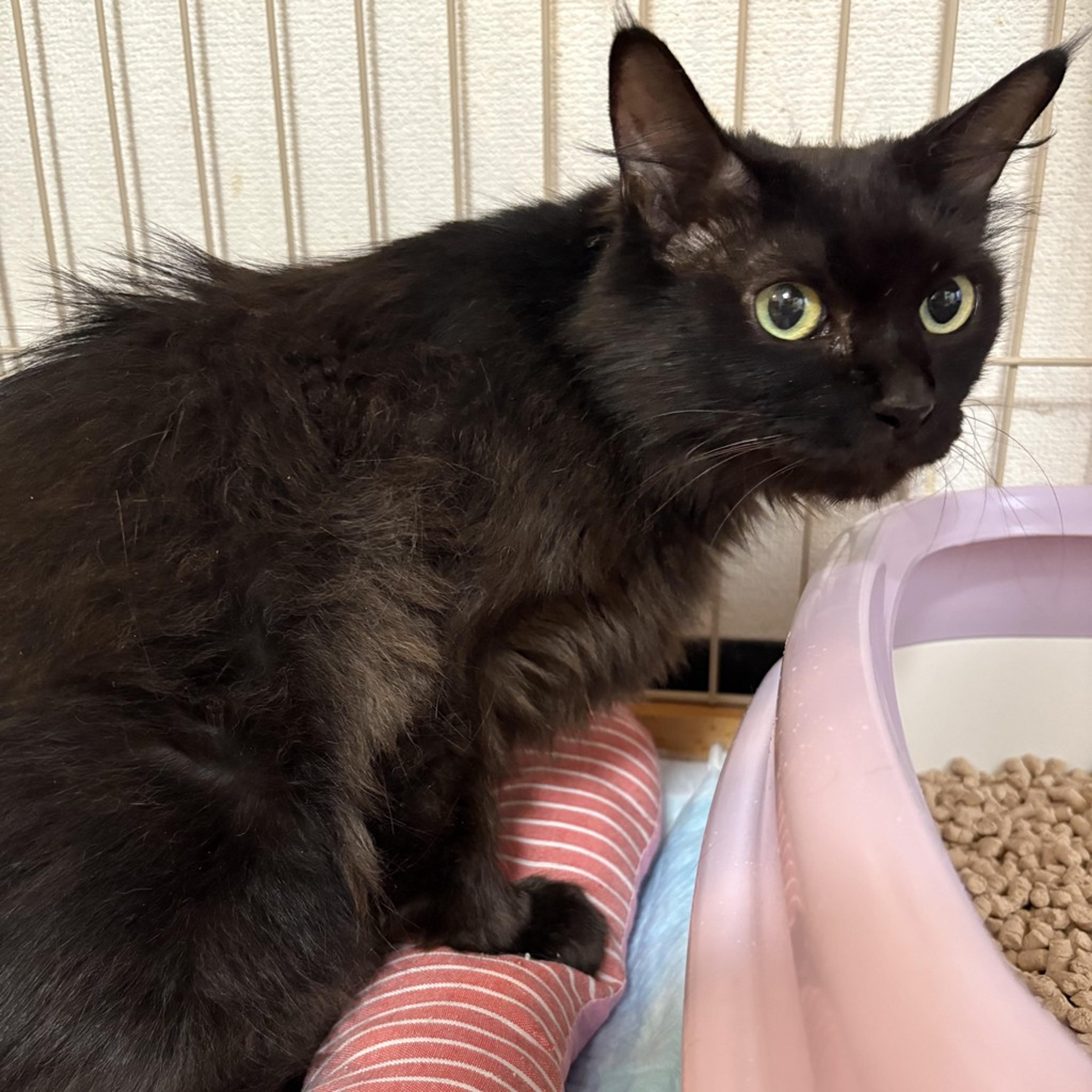 pet-image-5