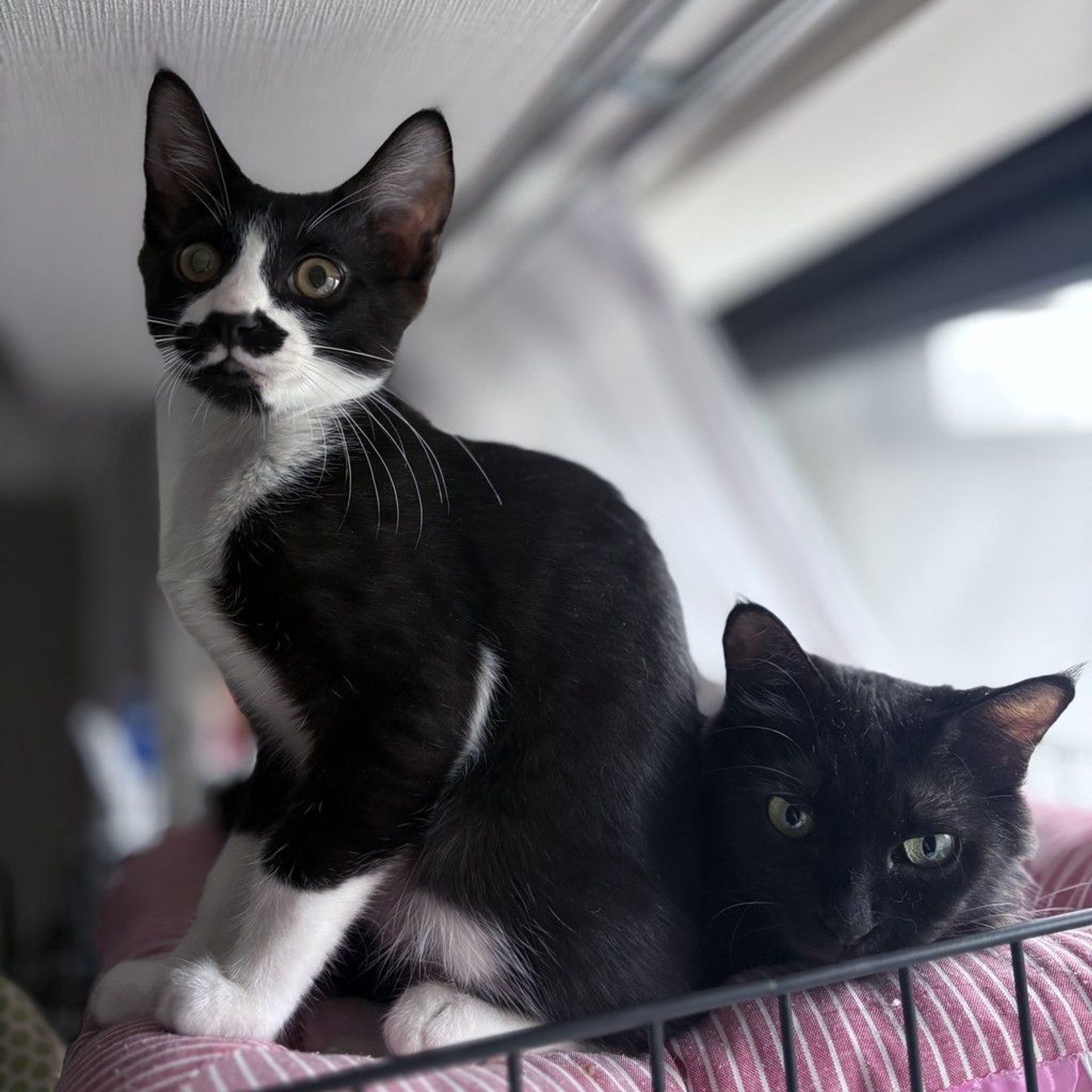 雑種（ミックス猫）・メスの里親募集の写真
