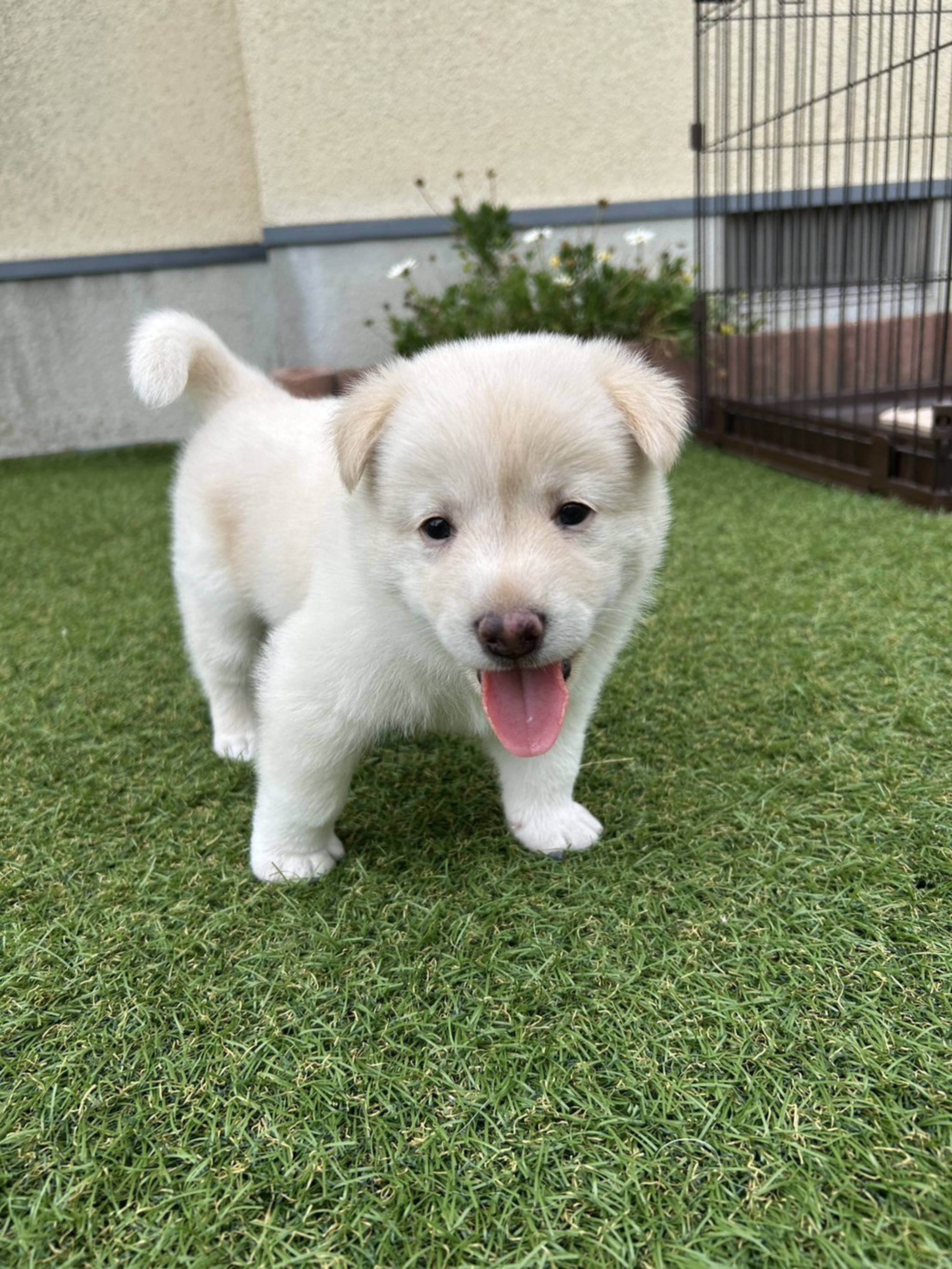 雑種（ミックス犬）・オスの里親募集の写真