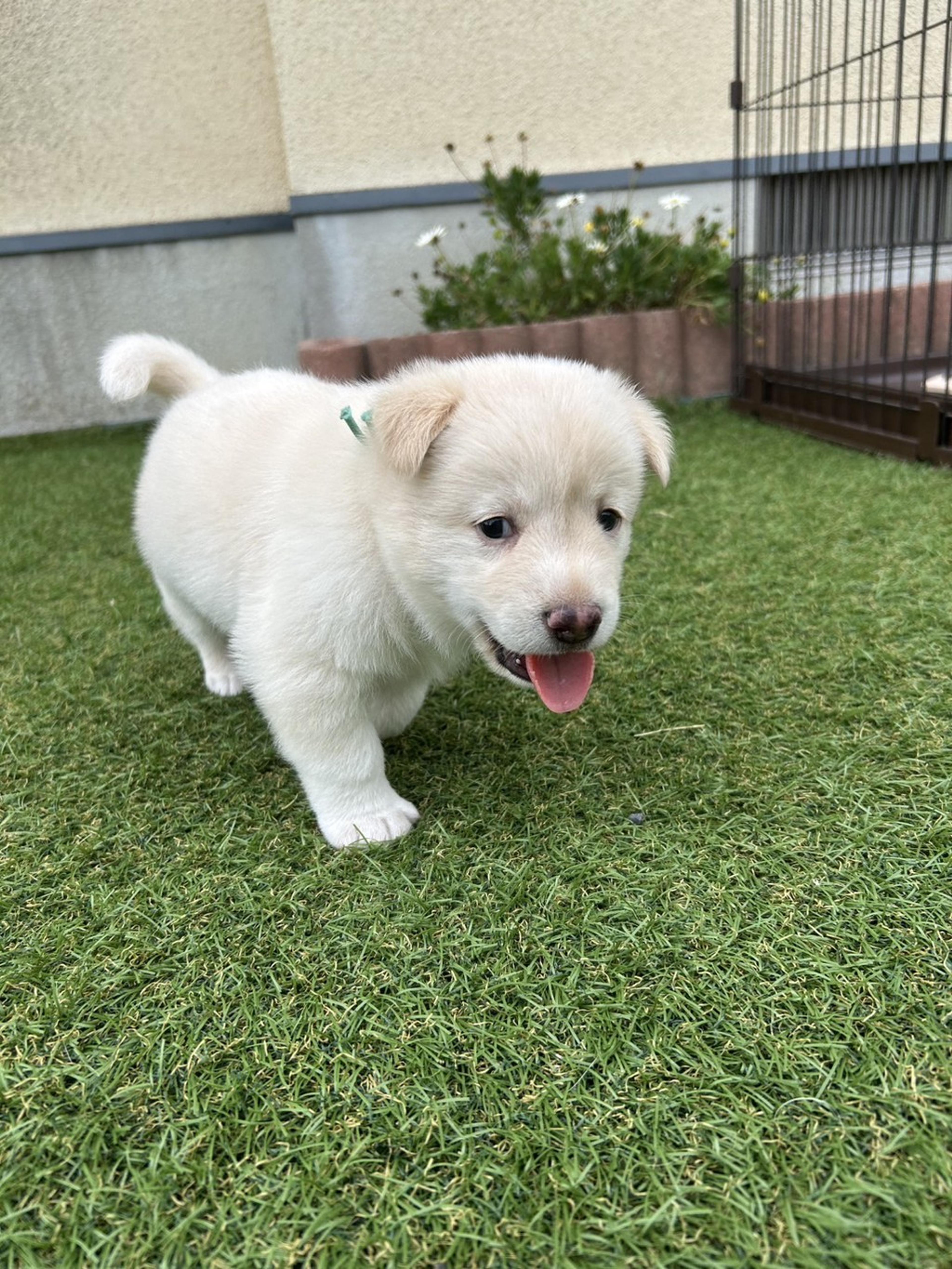 pet-image-3