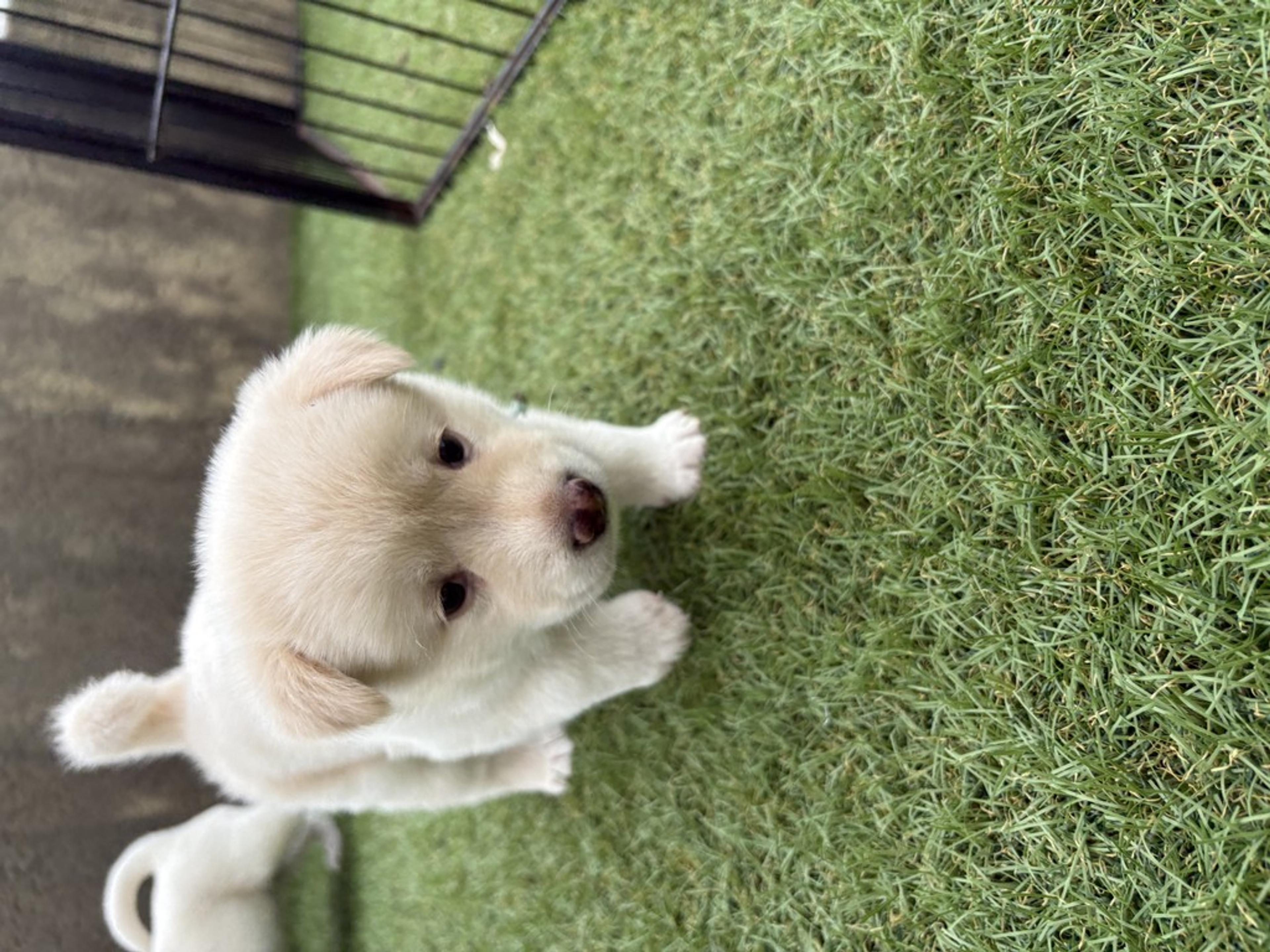 pet-image-4
