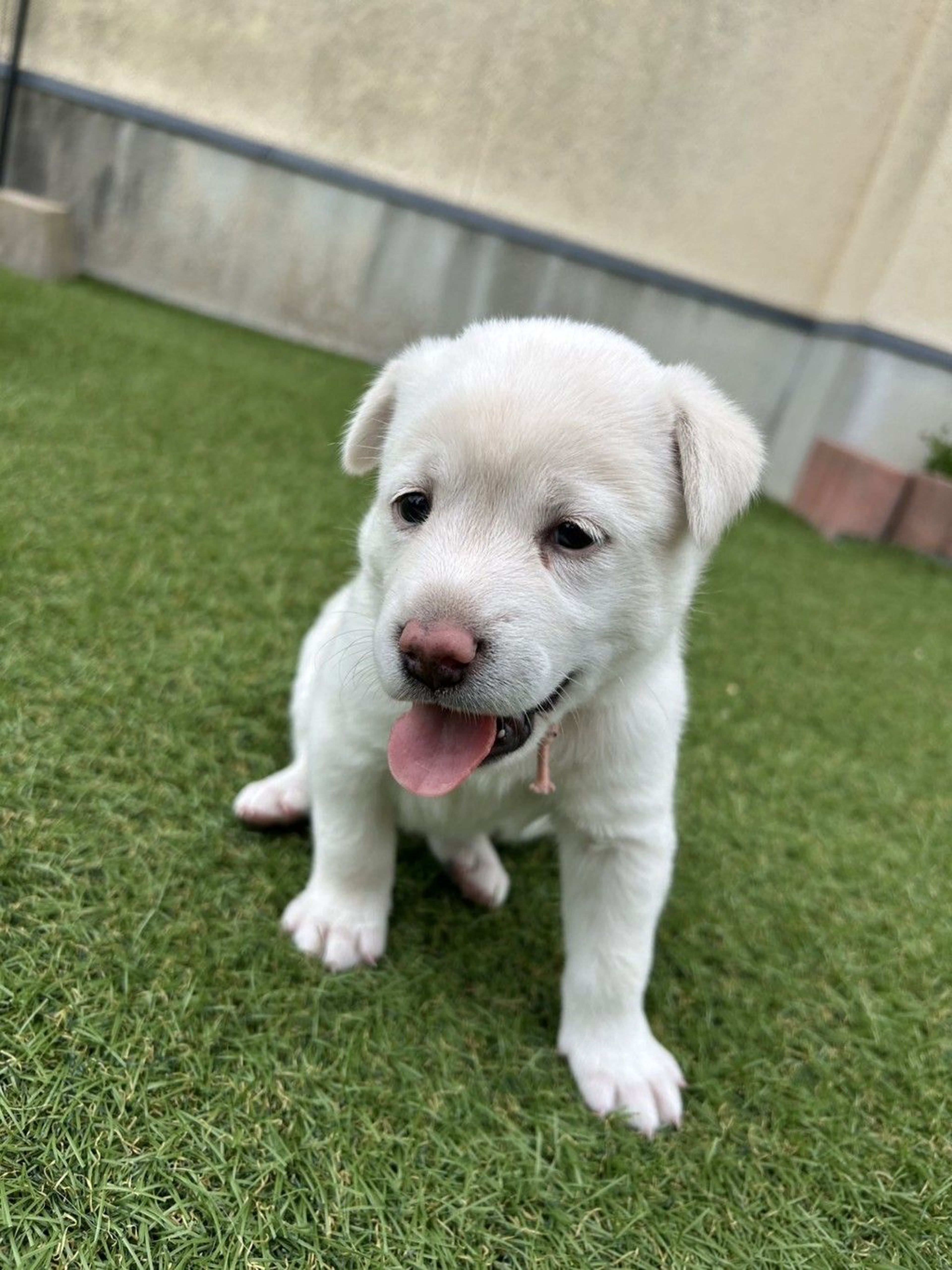 雑種（ミックス犬）・メスの里親募集の写真