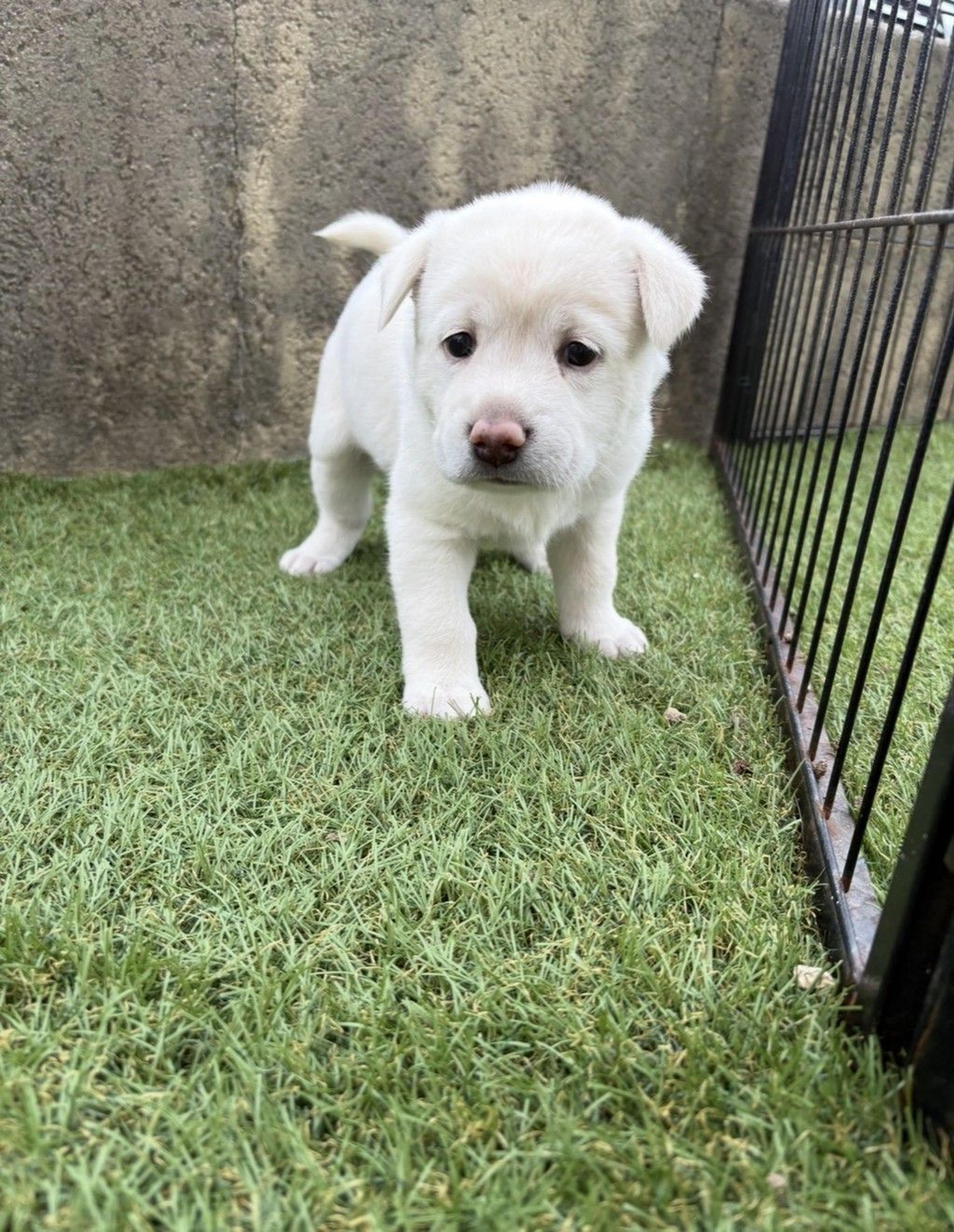 pet-image-2