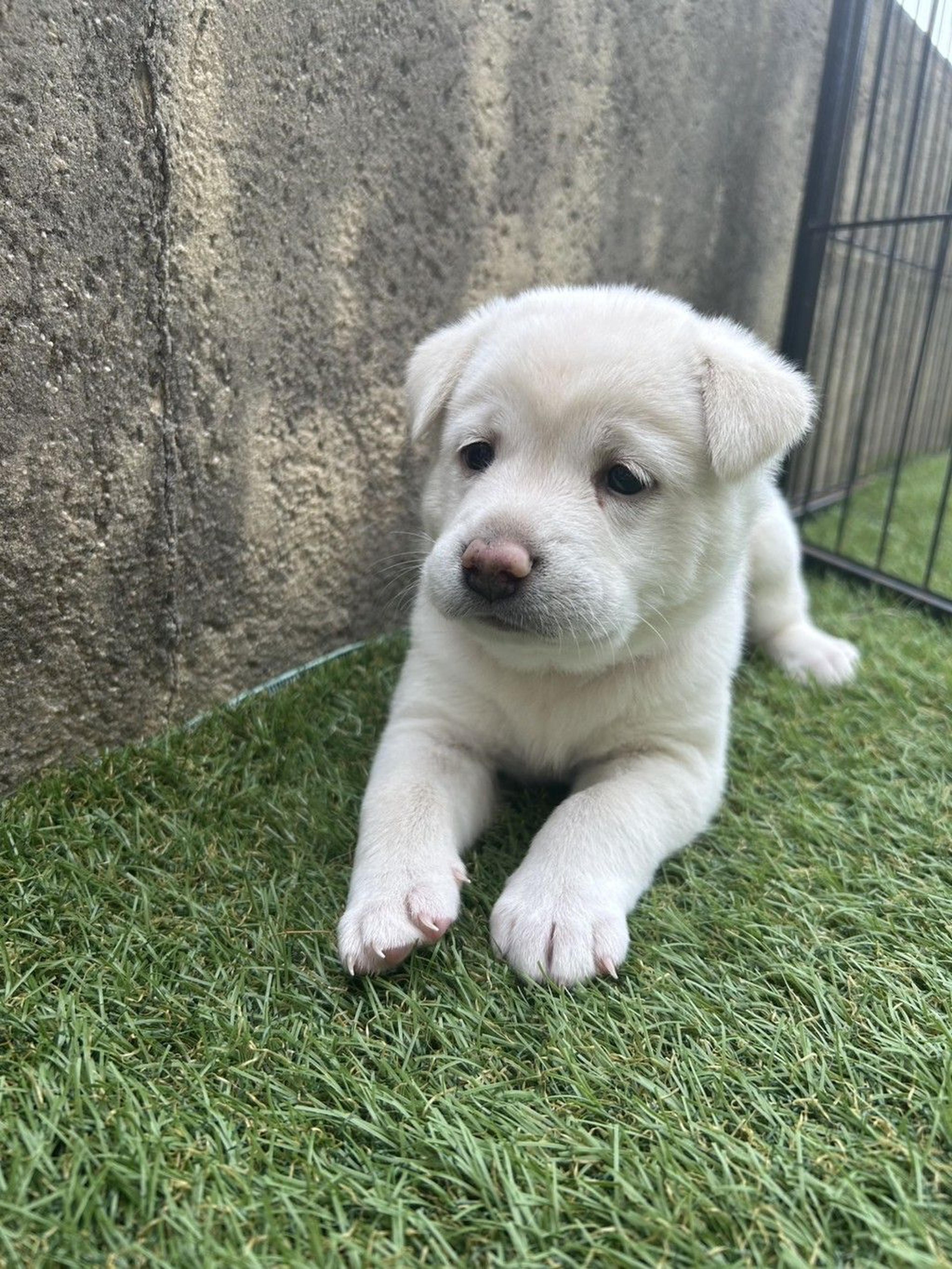 pet-image-3
