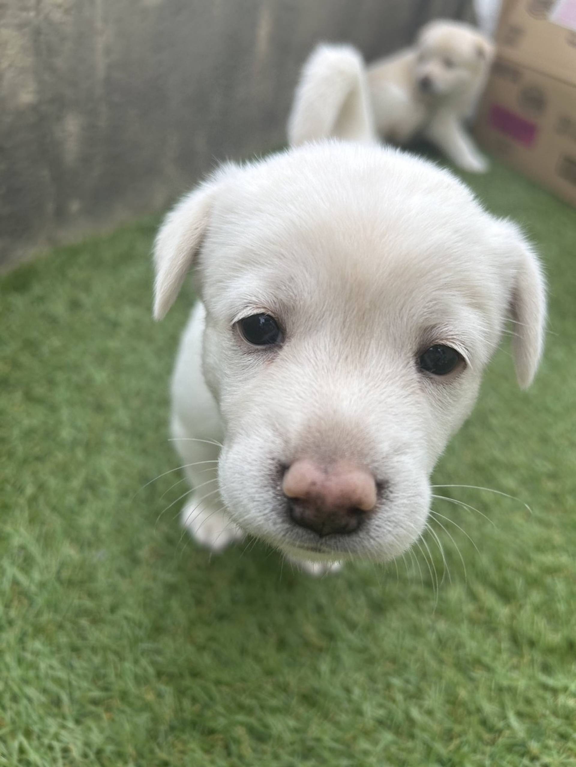 雑種（ミックス犬）・メスの里親募集の写真