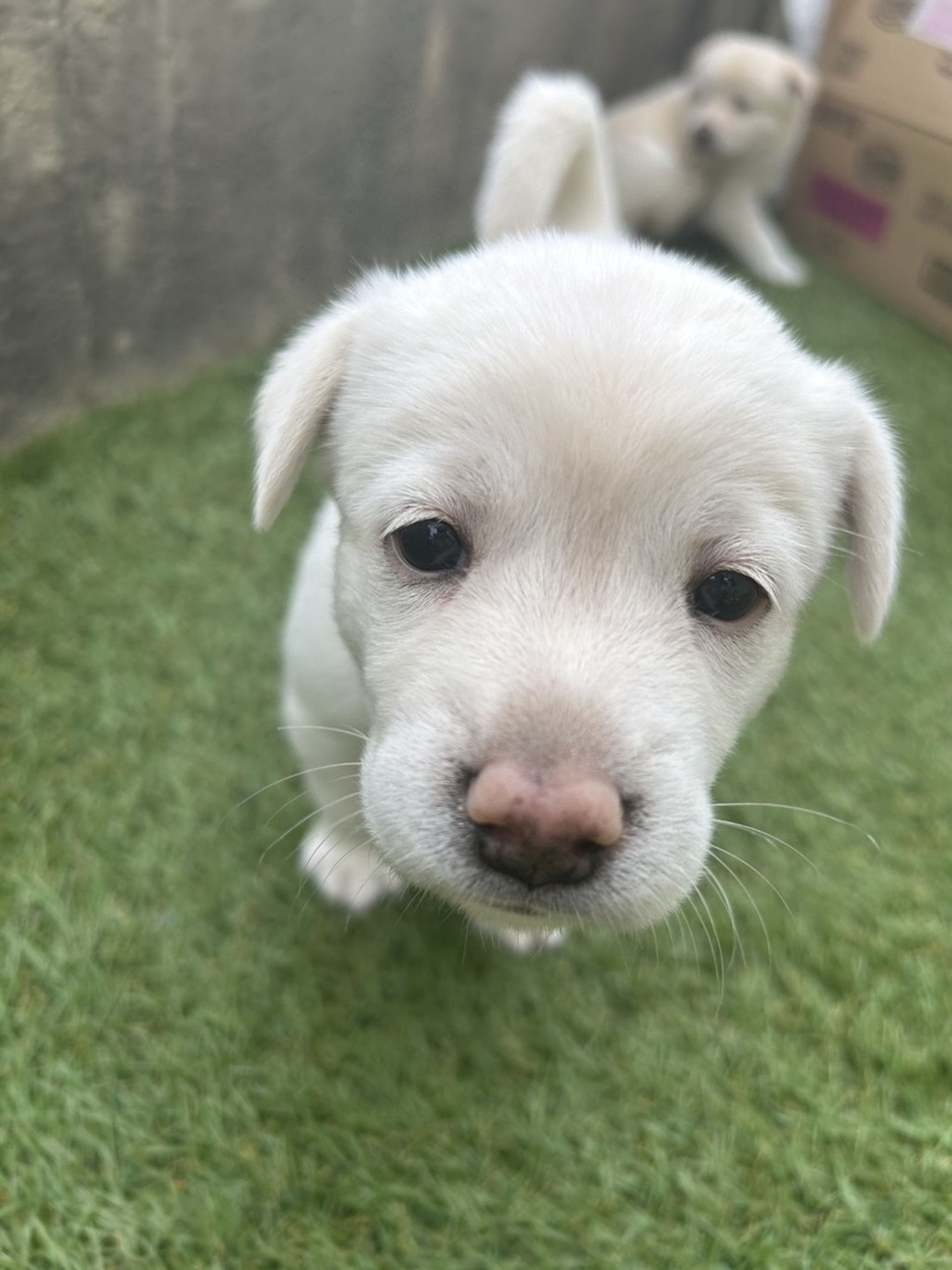 雑種（ミックス犬）・メスの里親募集の写真