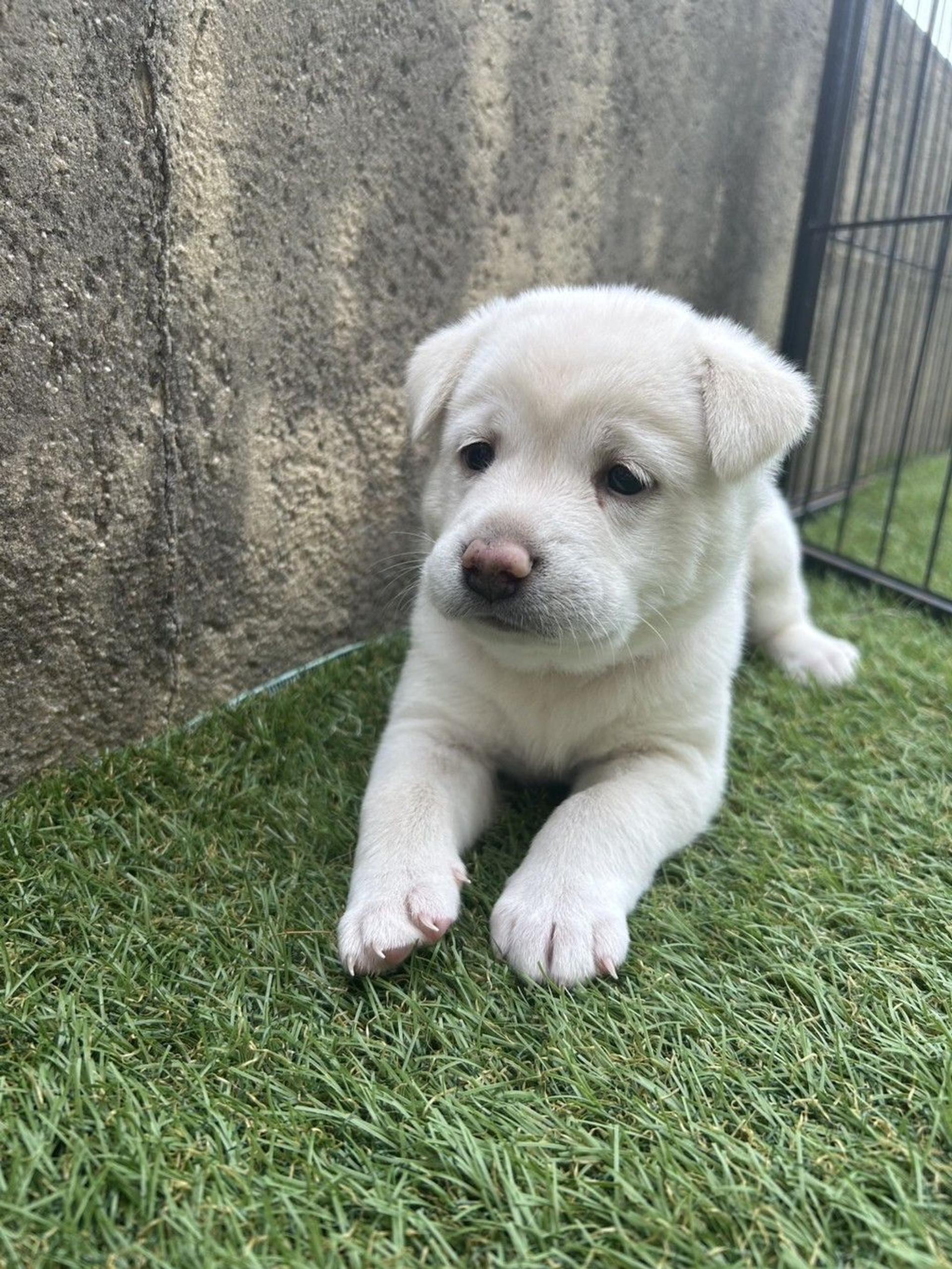 pet-image-4