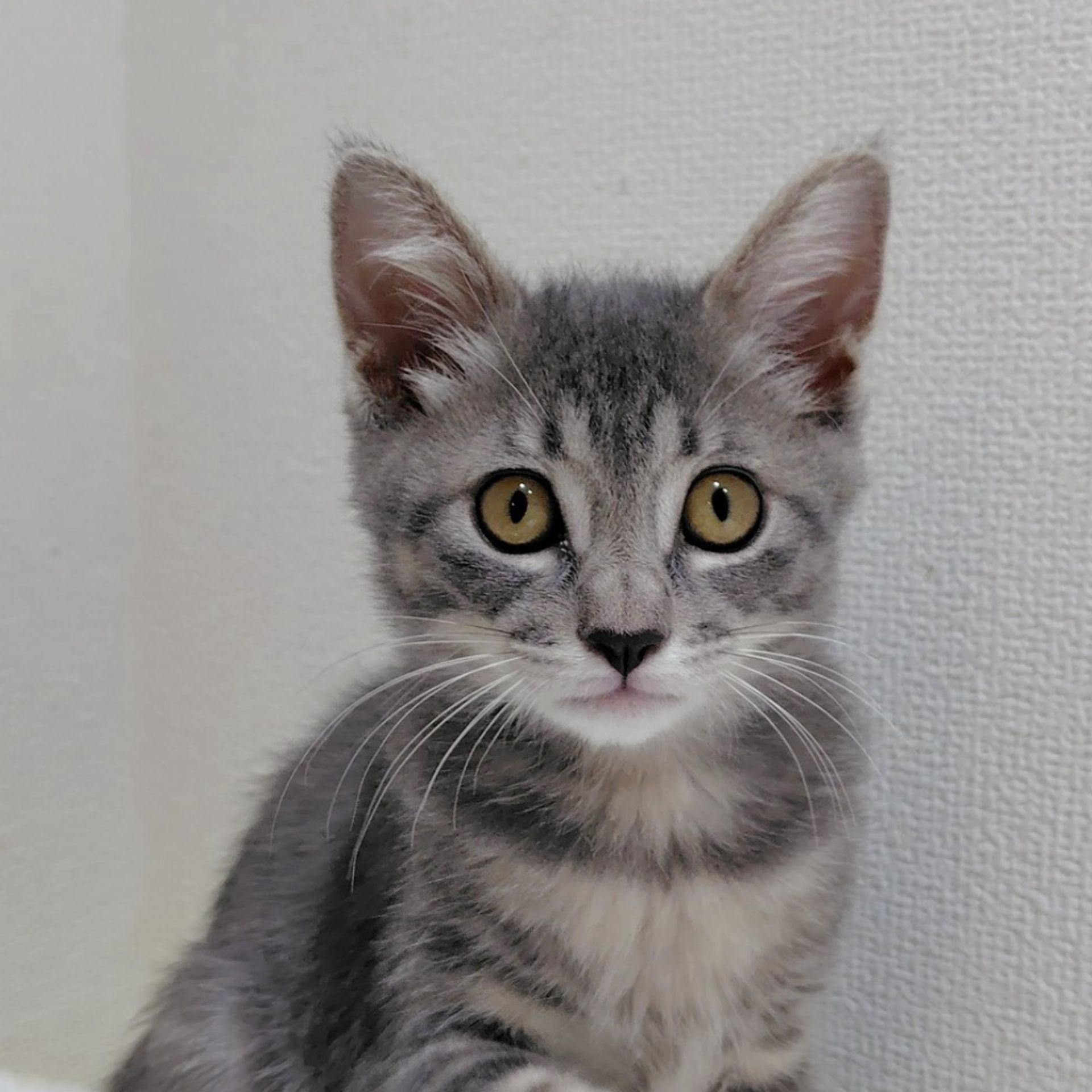 雑種（ミックス猫）・メスの里親募集の写真