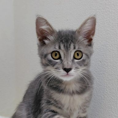 ぷぅの写真
