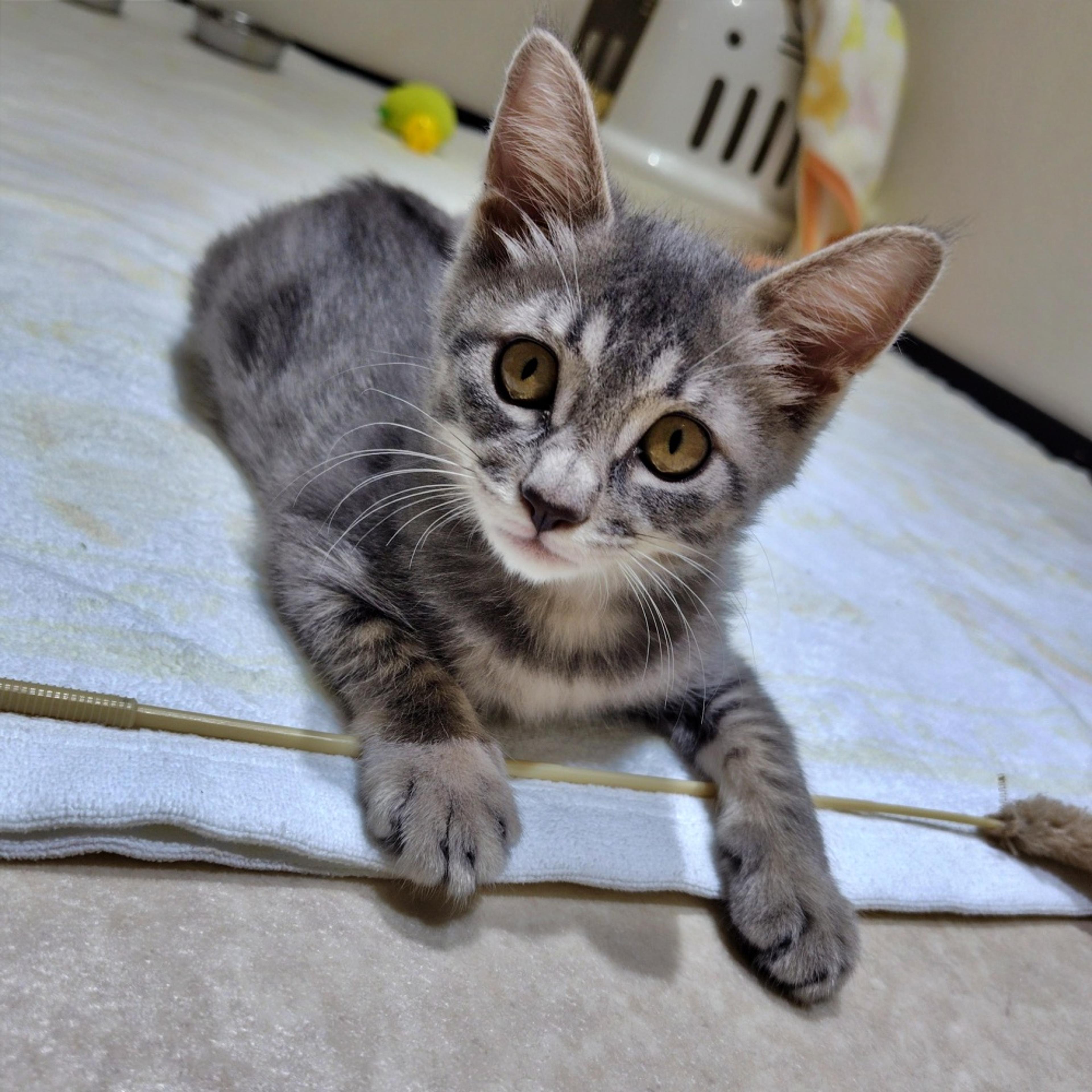 pet-image-2