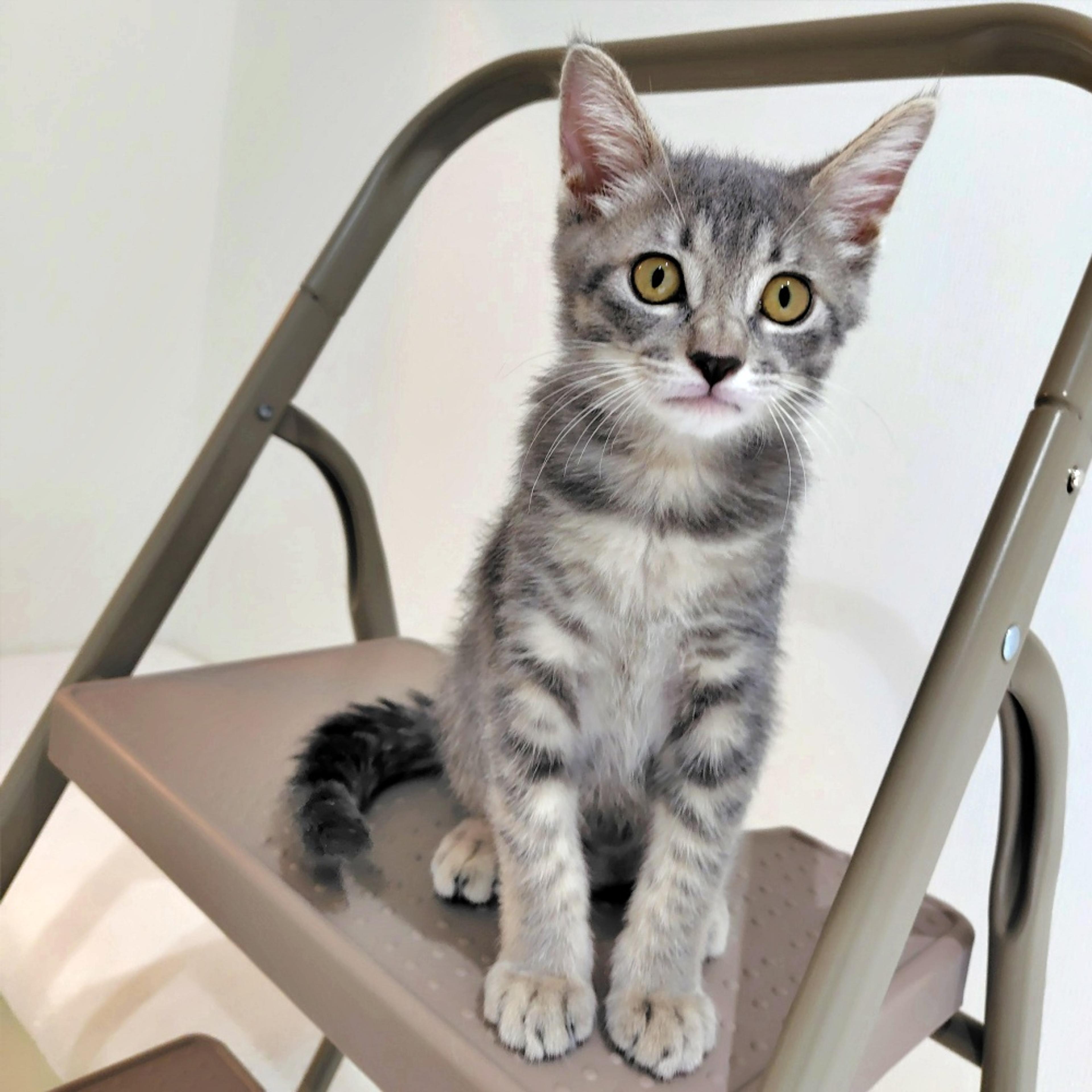 pet-image-4