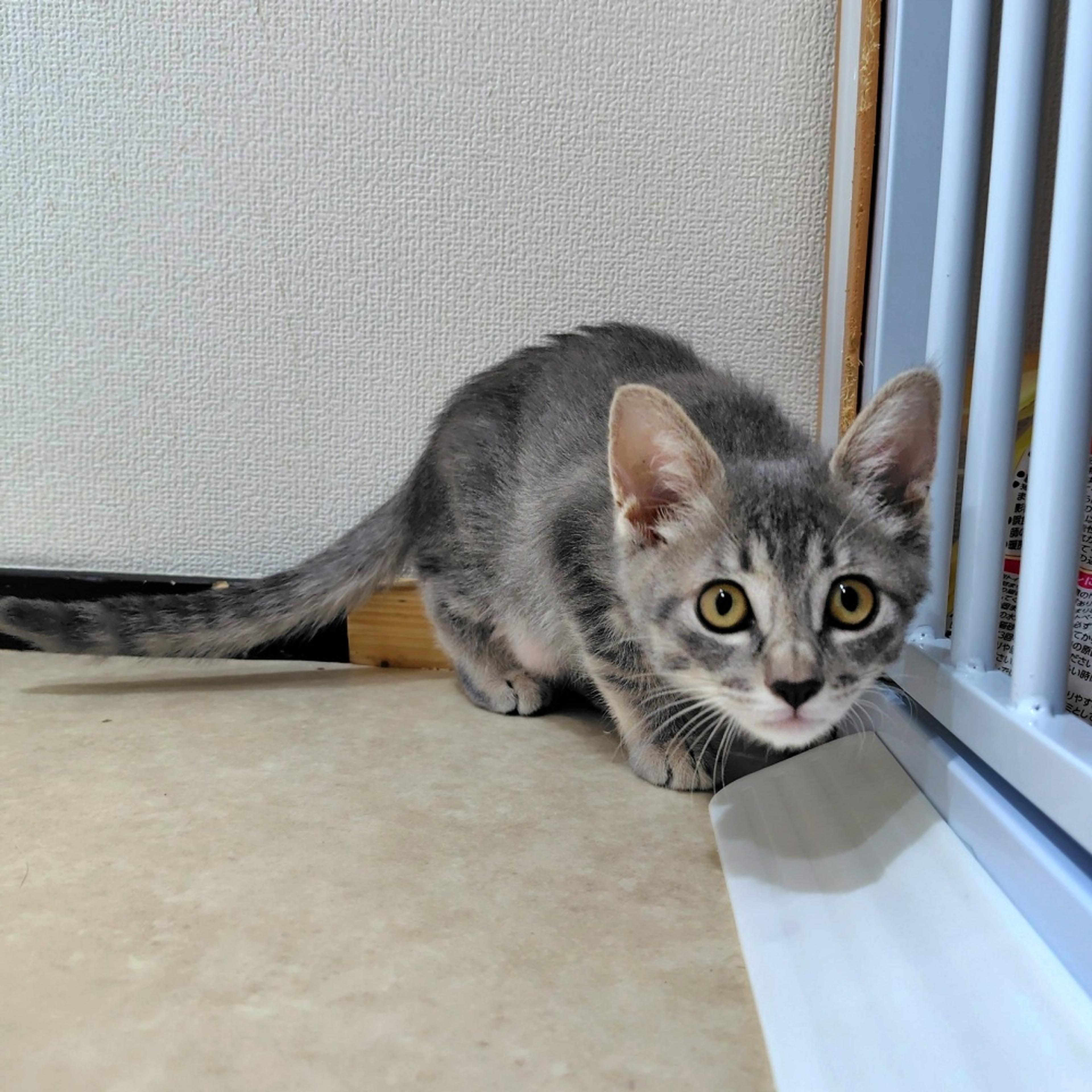 pet-image-5