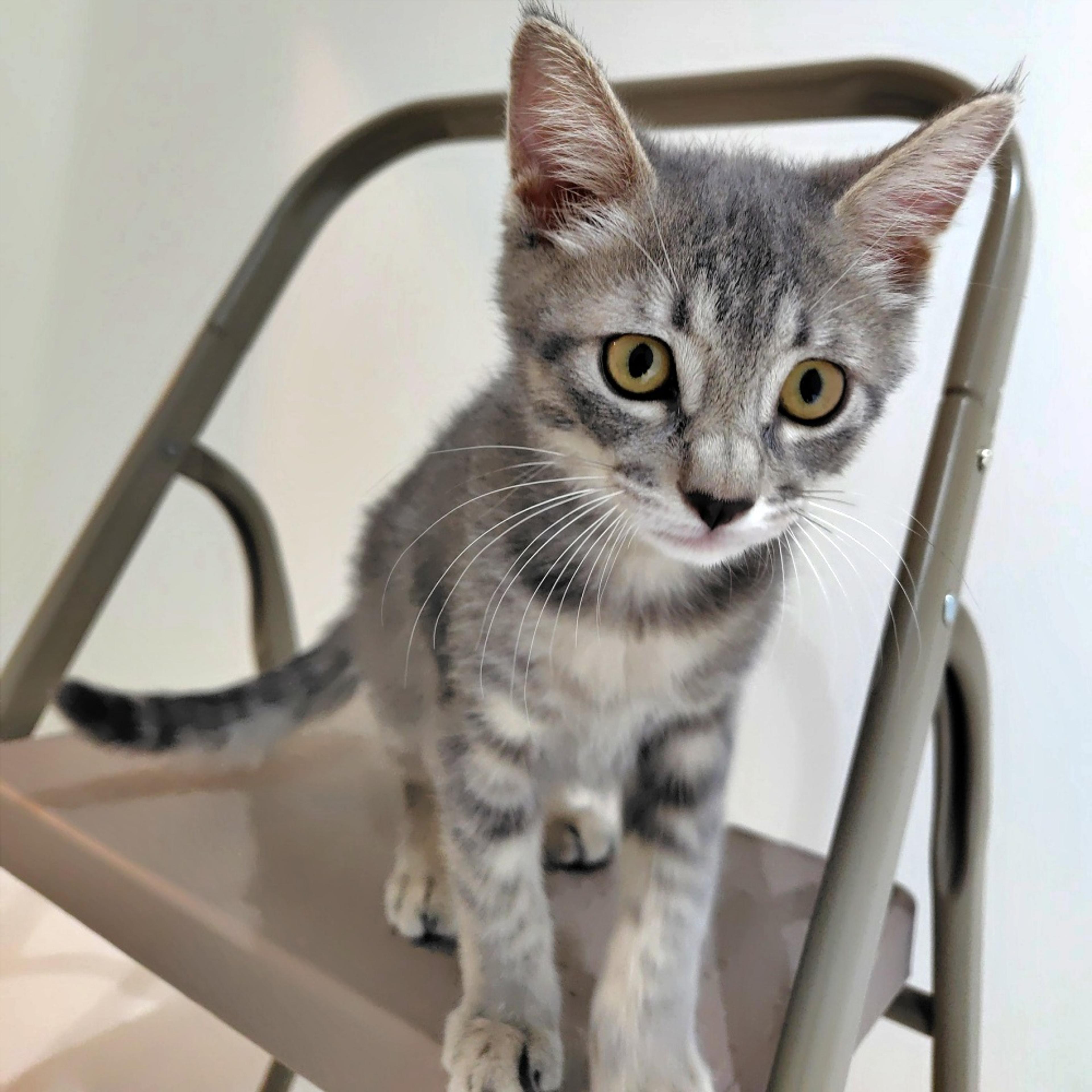 pet-image-6