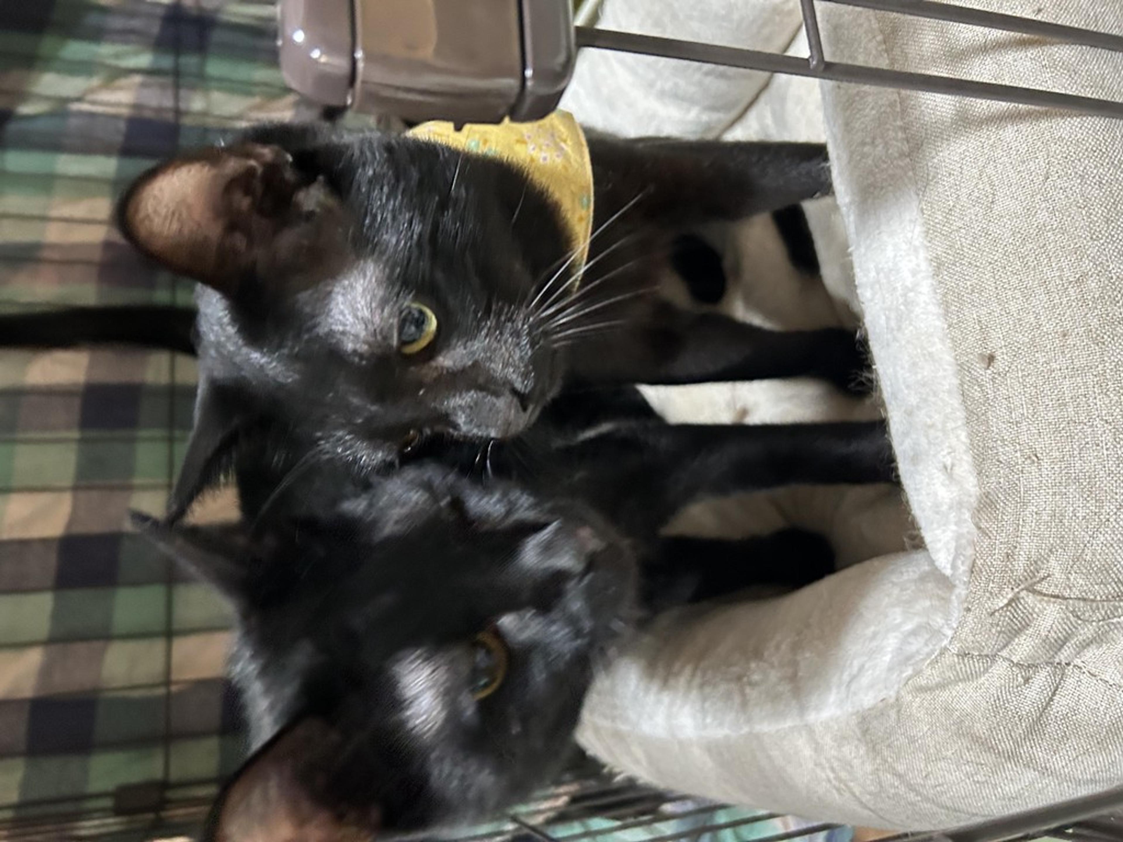 pet-image-2