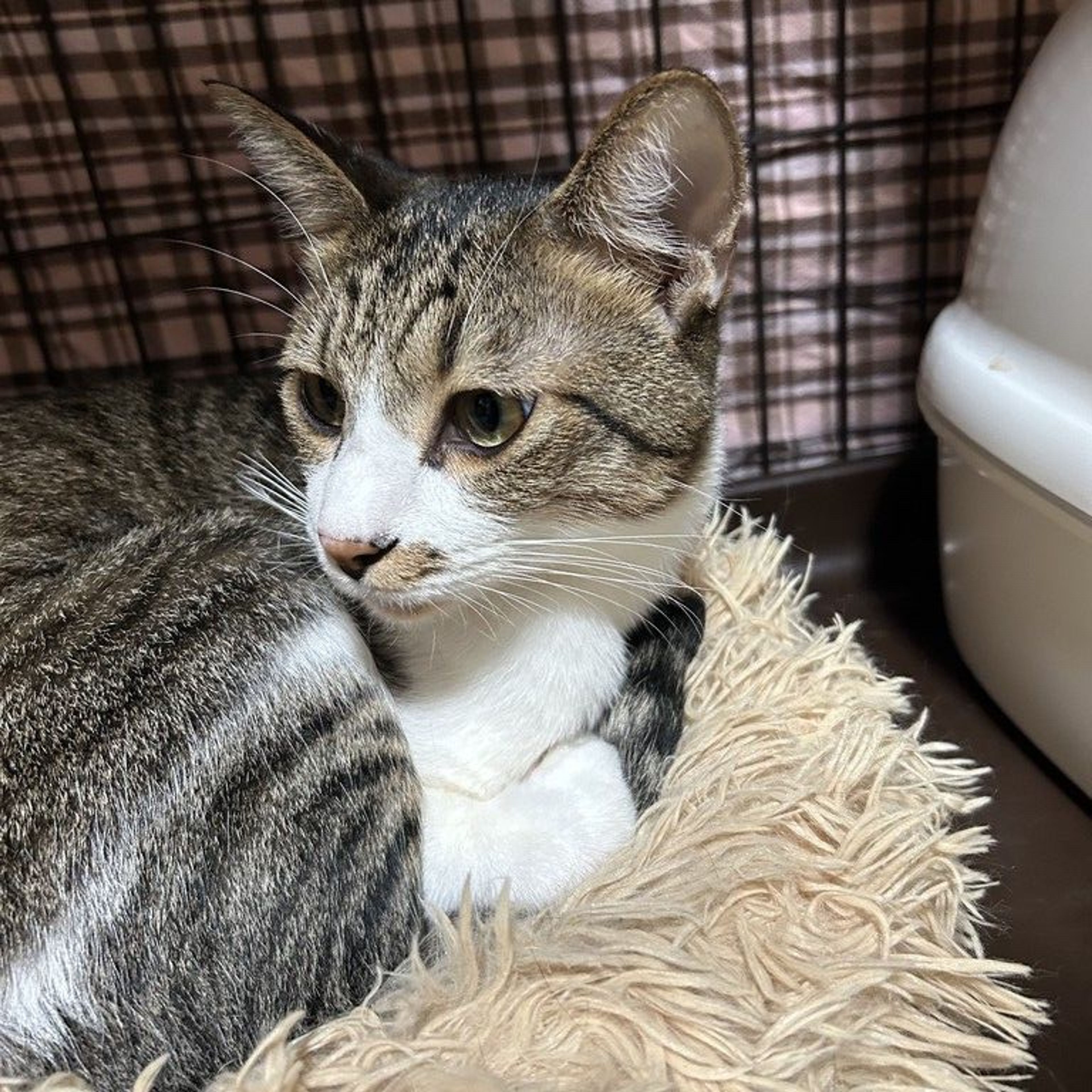 雑種（ミックス猫）・オスの里親募集の写真