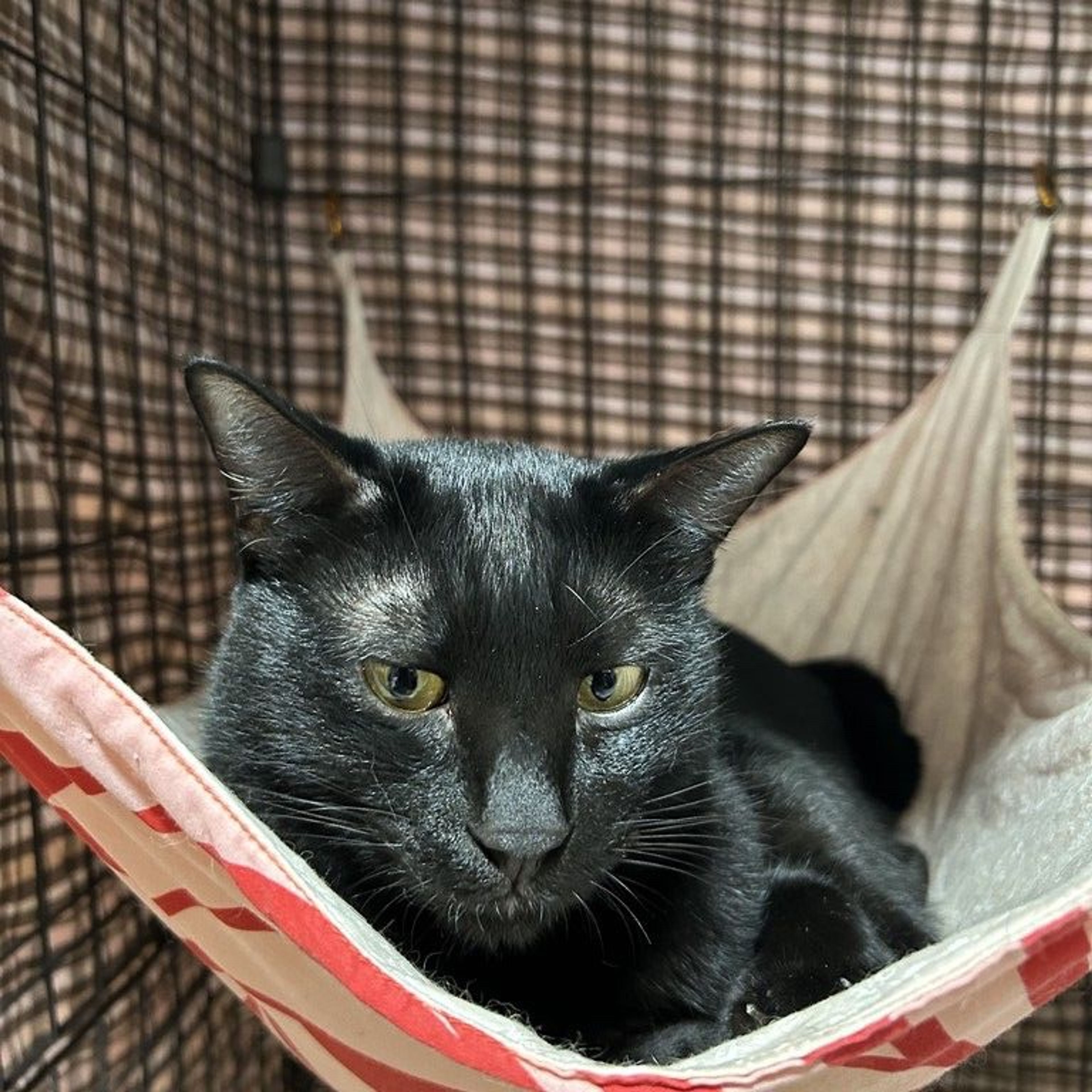 雑種（ミックス猫）・オスの里親募集の写真