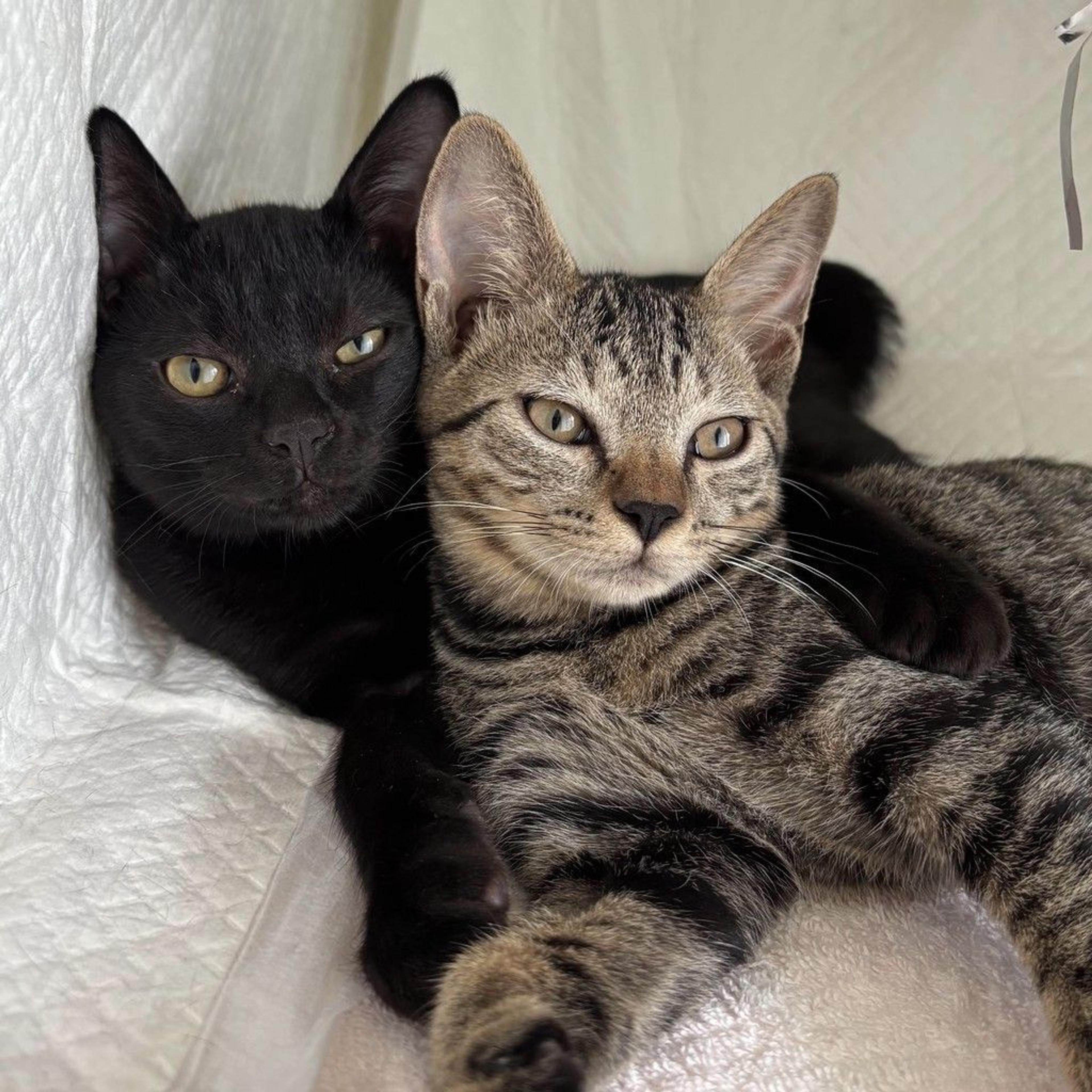 pet-image-2