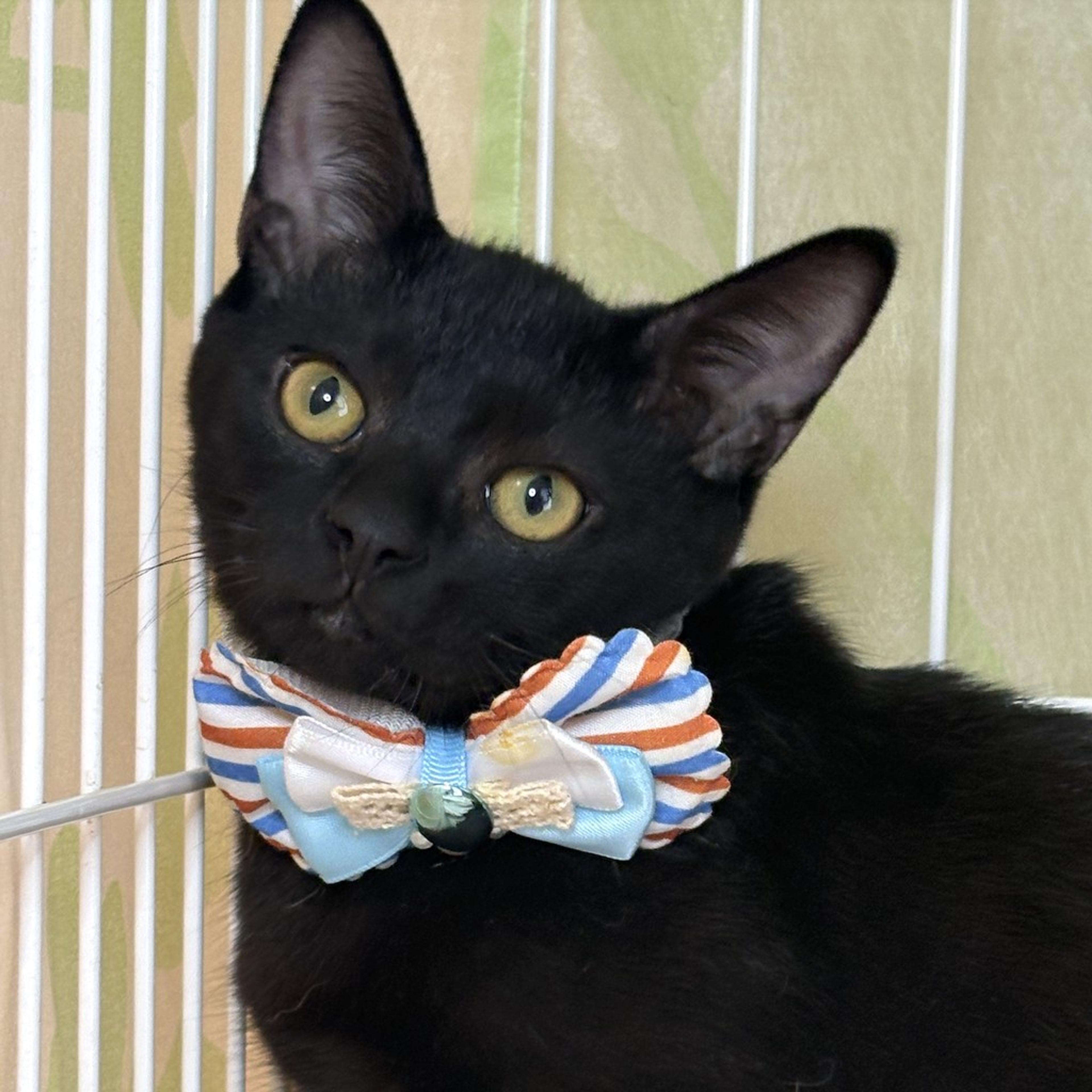 pet-image-4