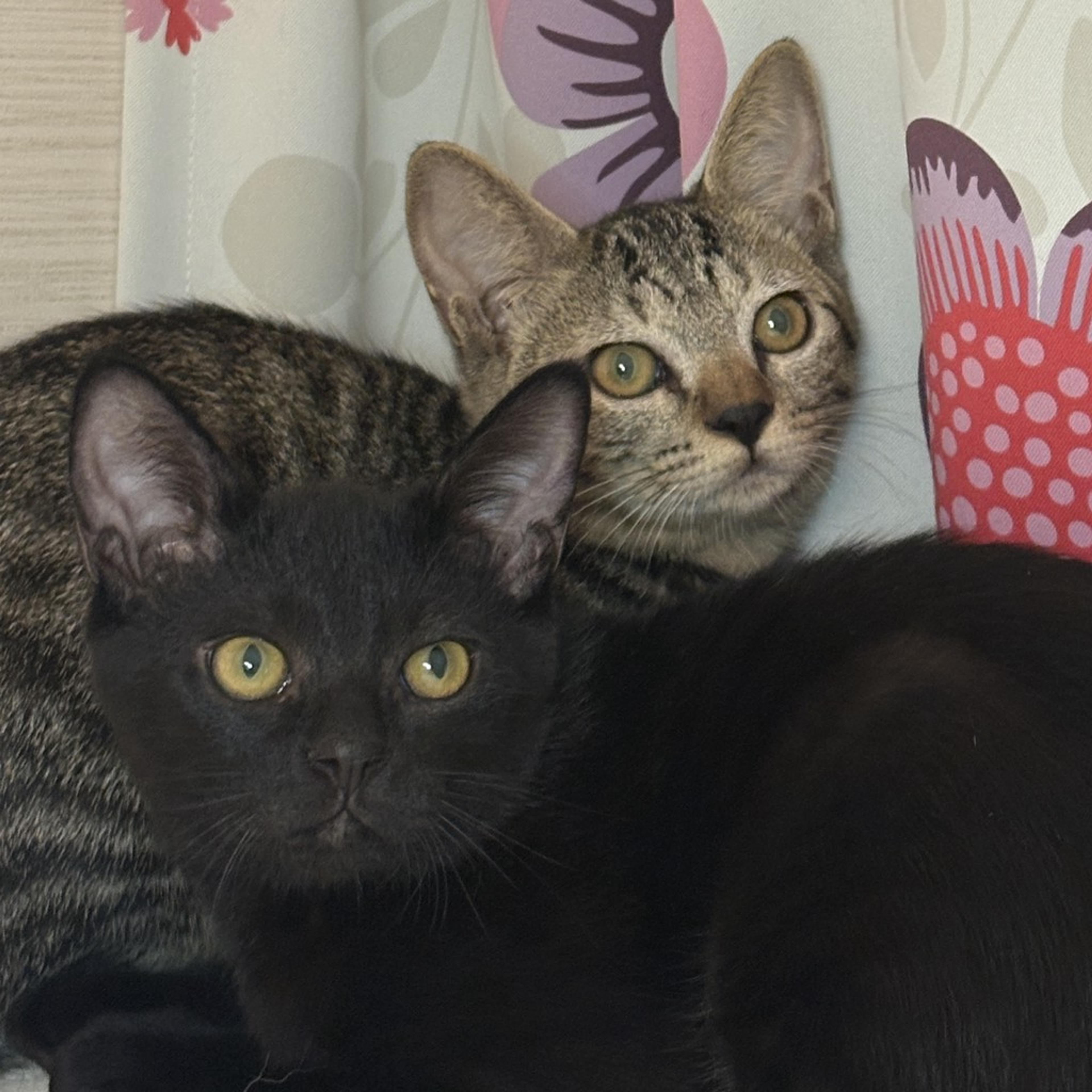 pet-image-5