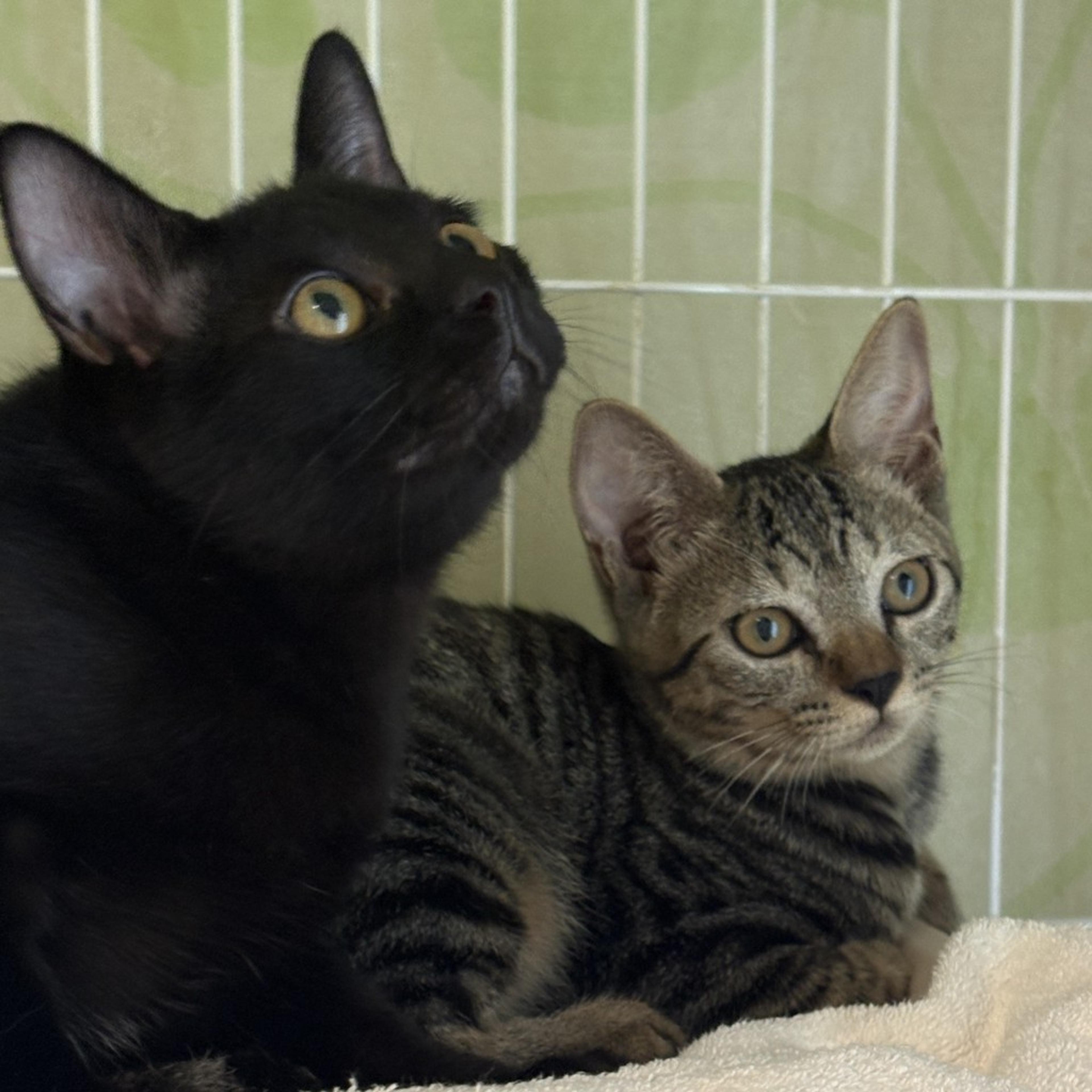 pet-image-6