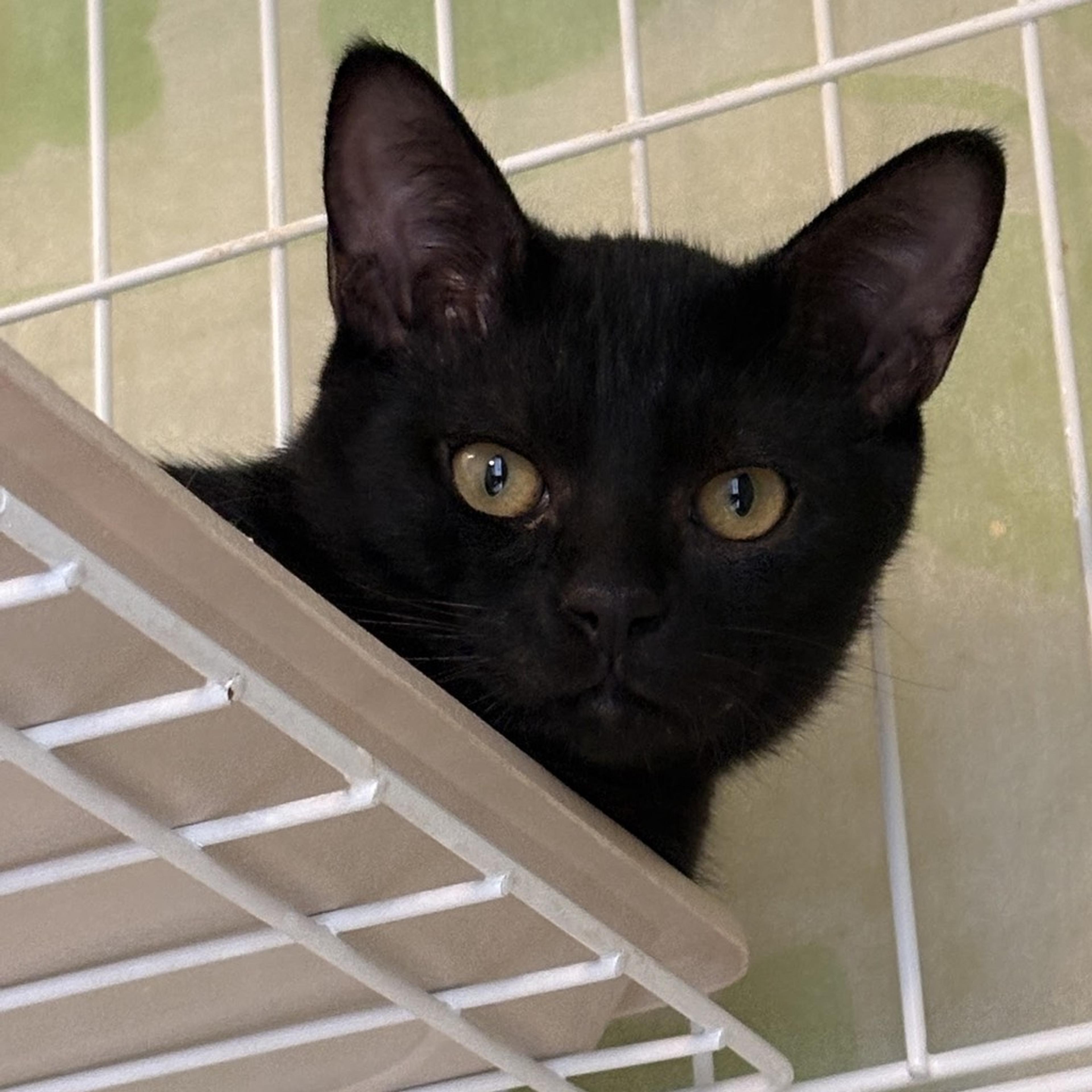 pet-image-8