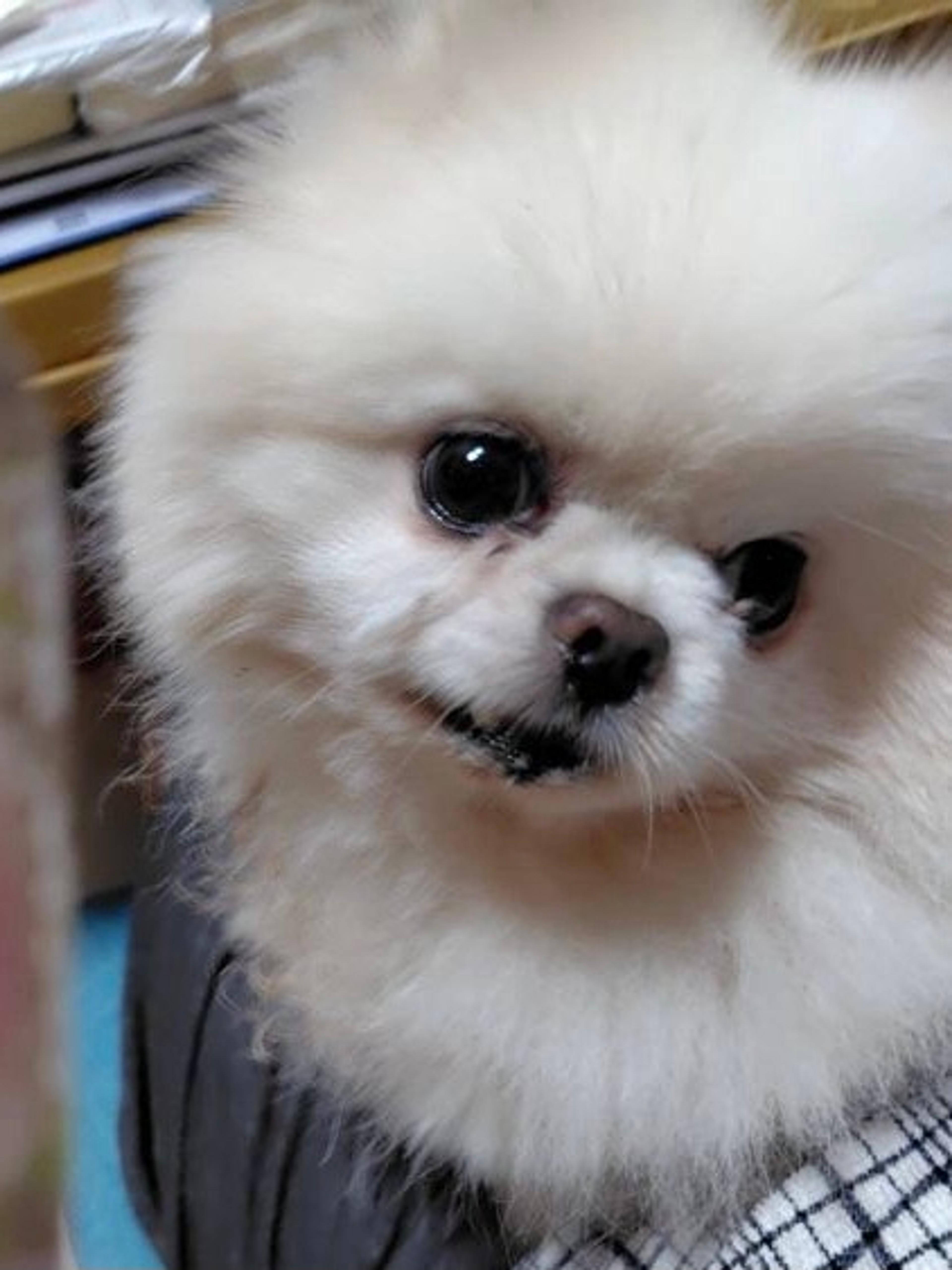 pet-image-2