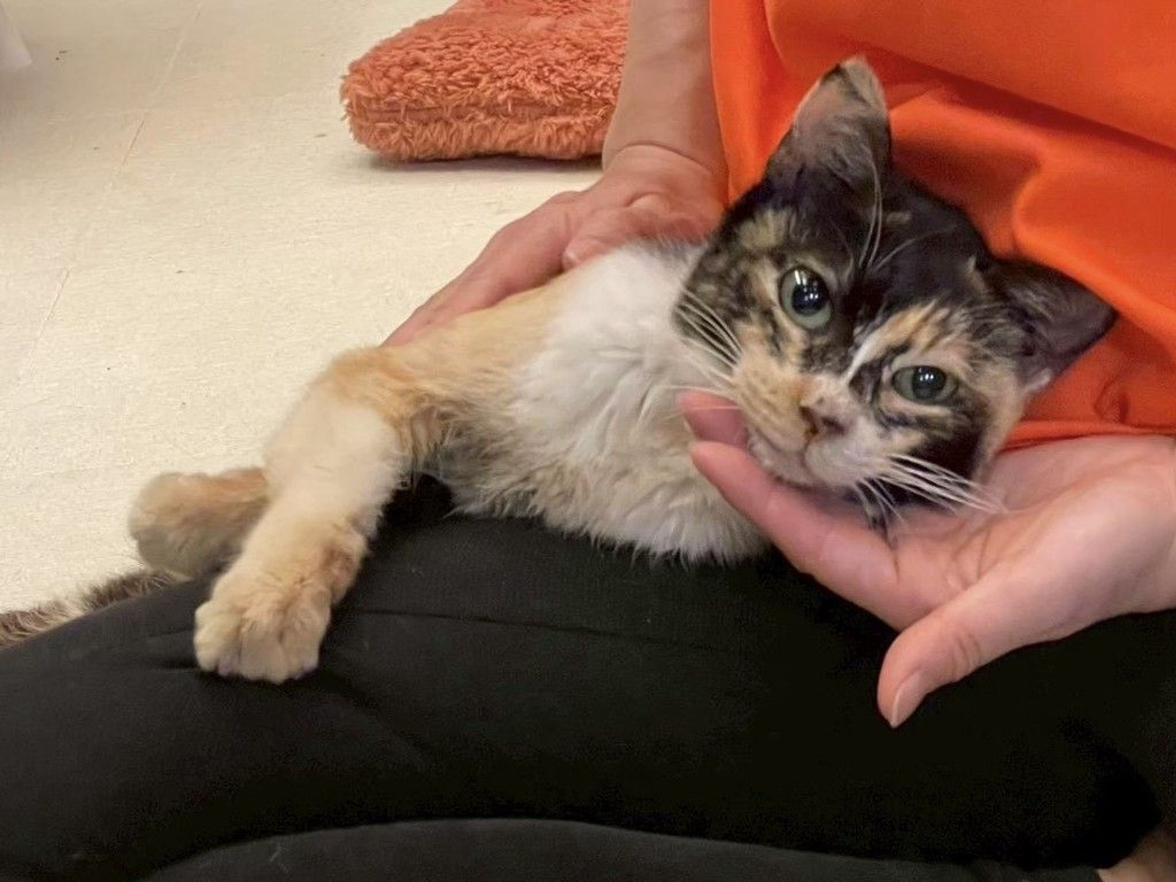 雑種（ミックス猫）・メスの里親募集の写真