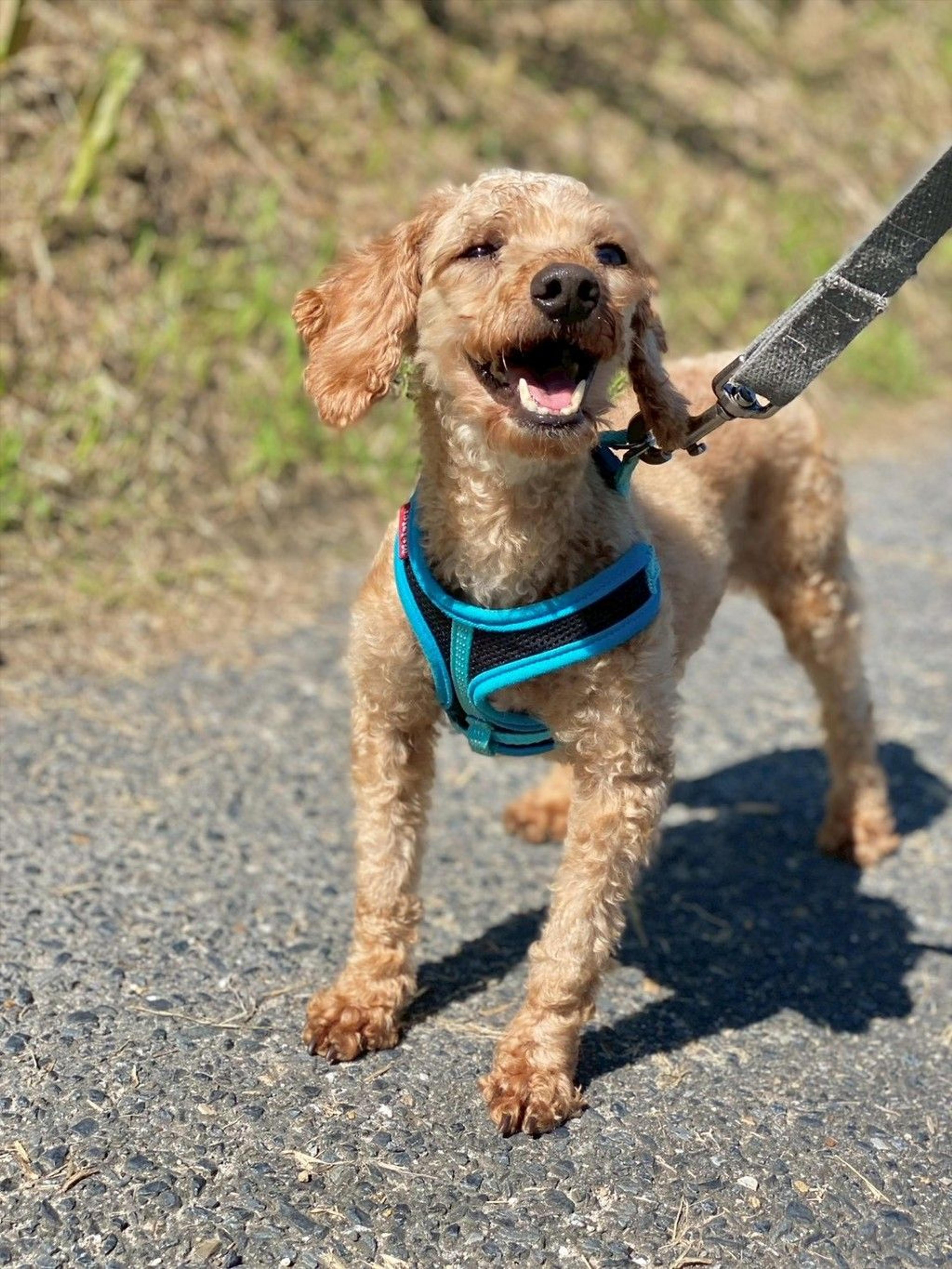 pet-image-5