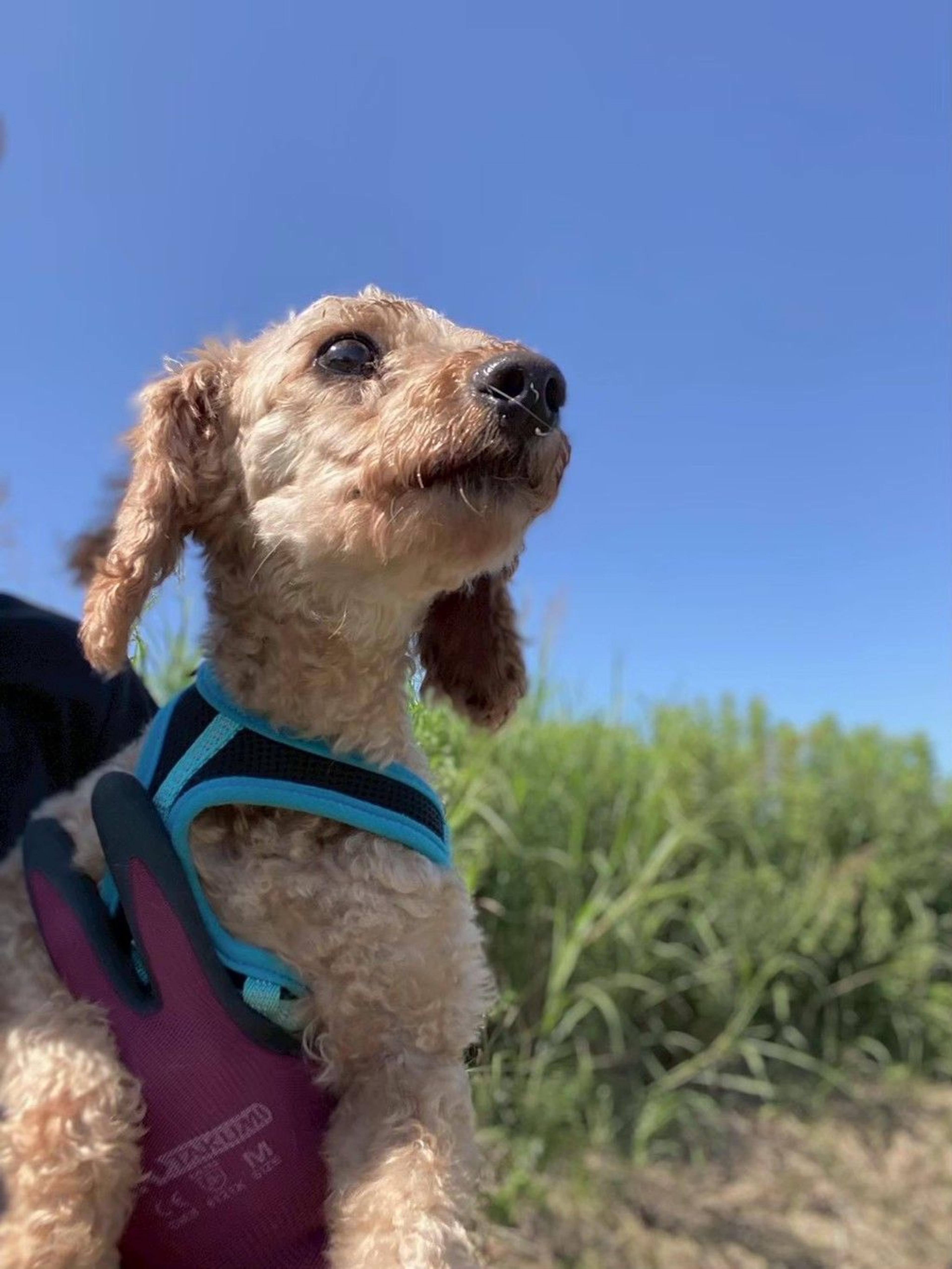 pet-image-7