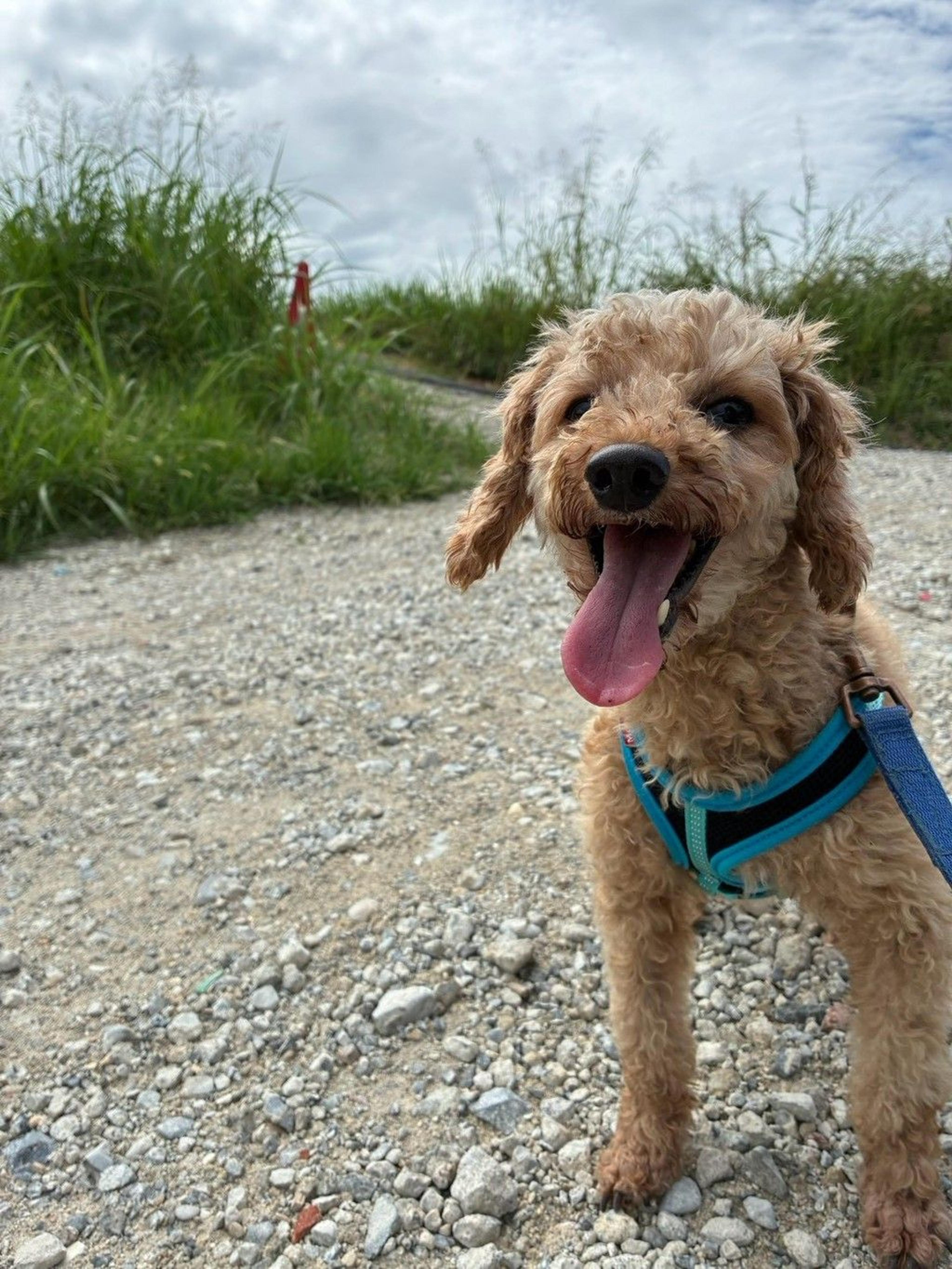 pet-image-8