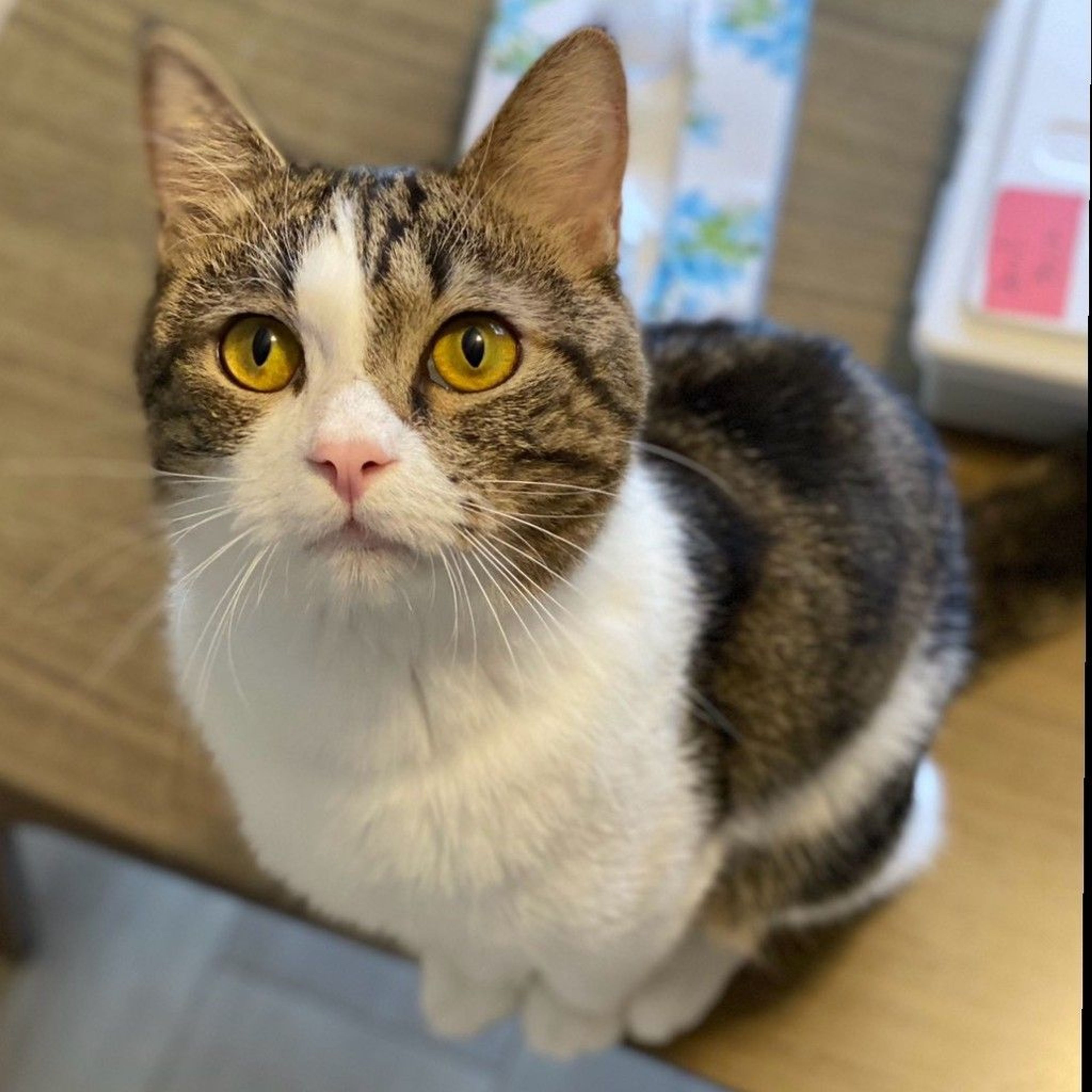 雑種（ミックス猫）・オスの里親募集の写真