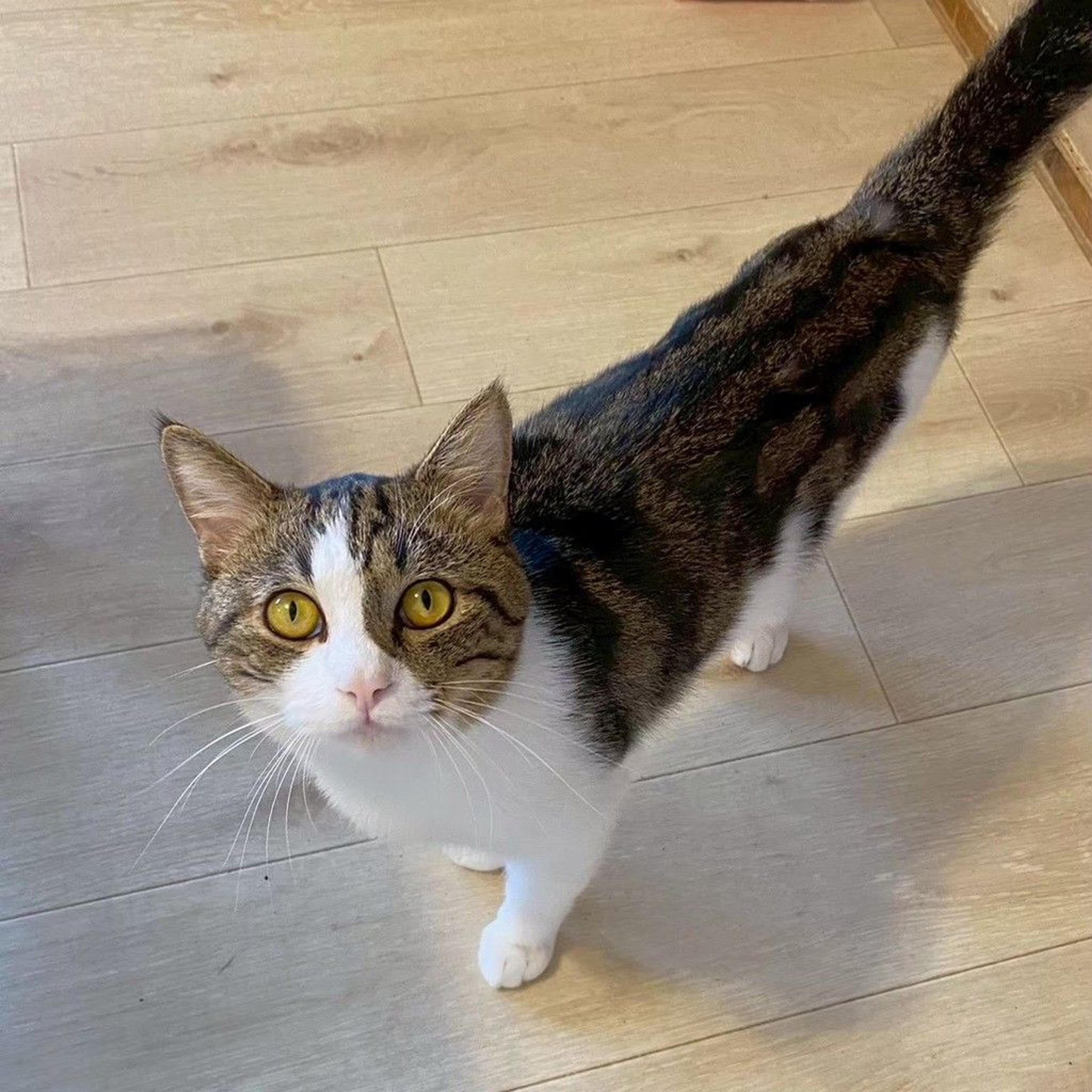 pet-image-2