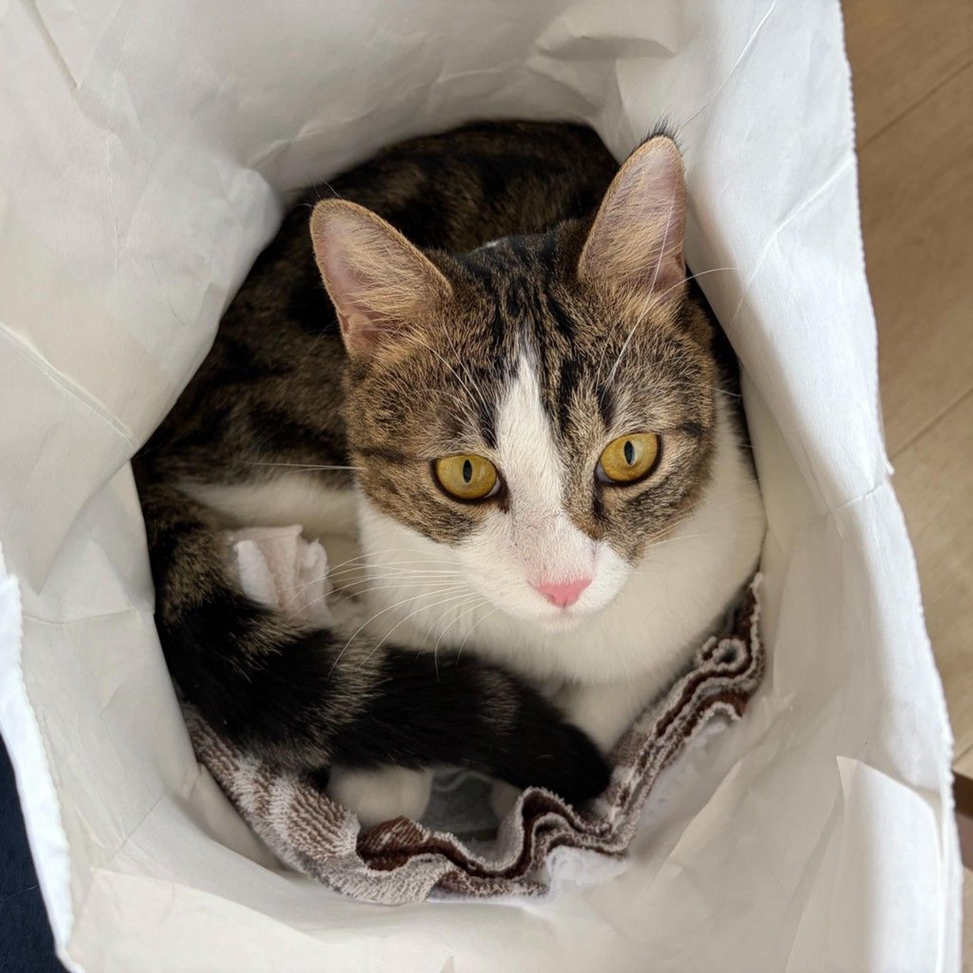 pet-image-6