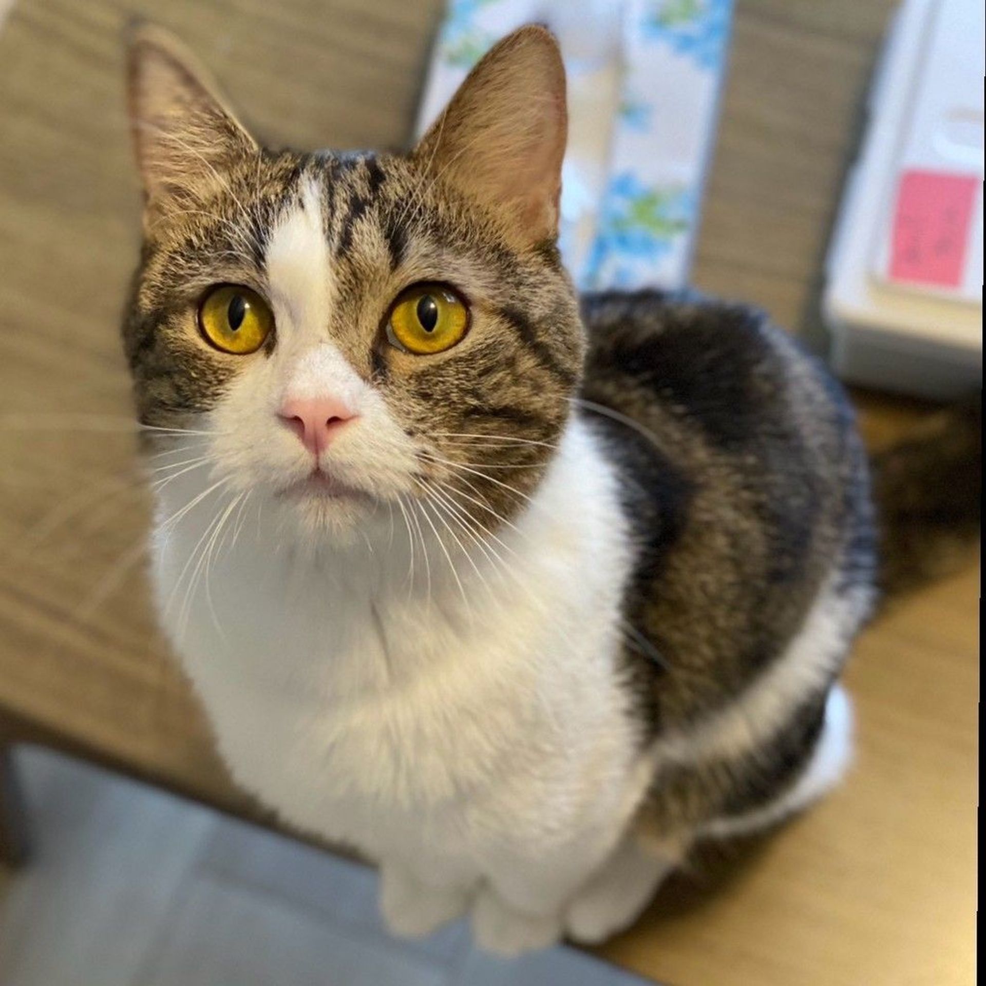 雑種（ミックス猫）・オスの里親募集の写真
