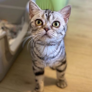 うまきの写真