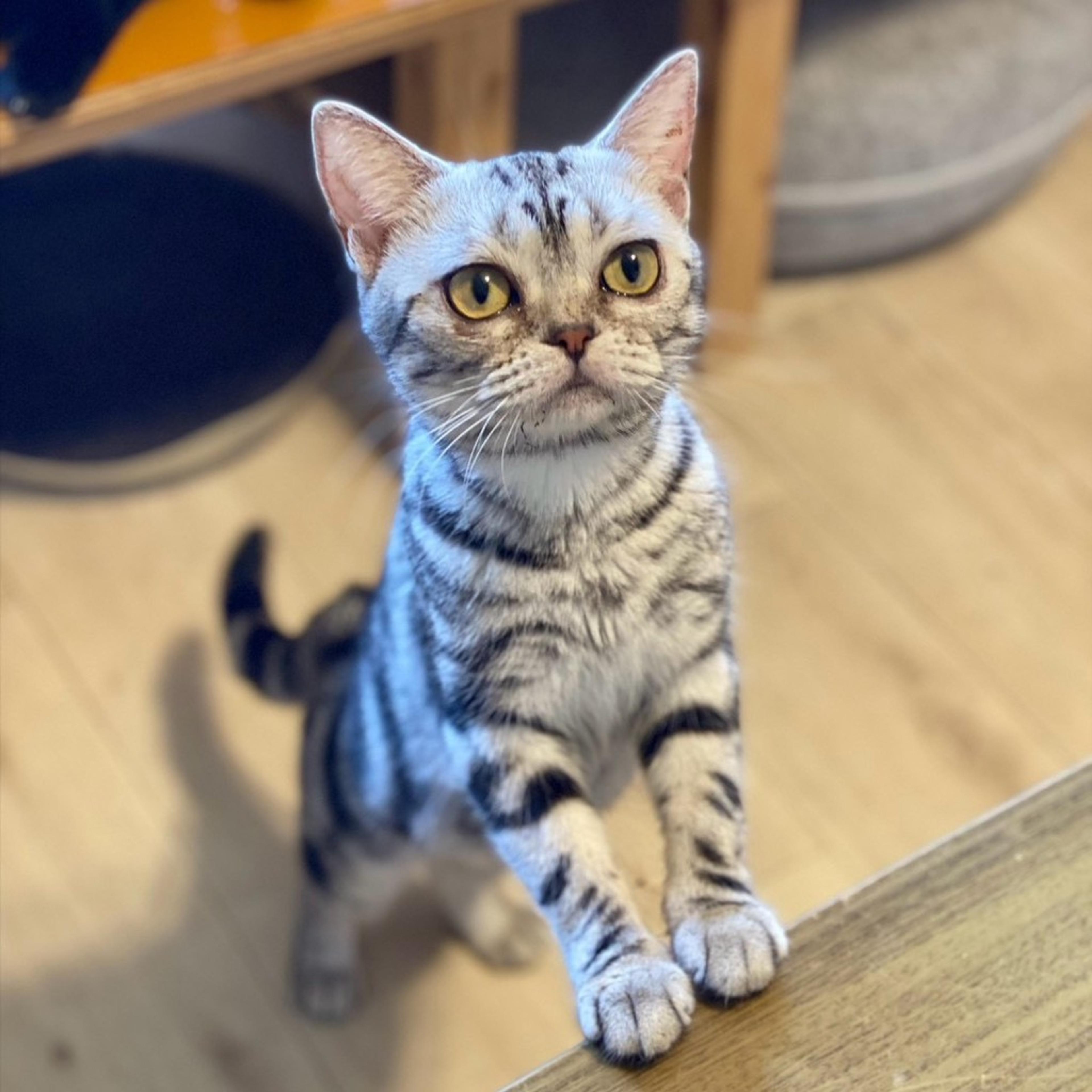 pet-image-2