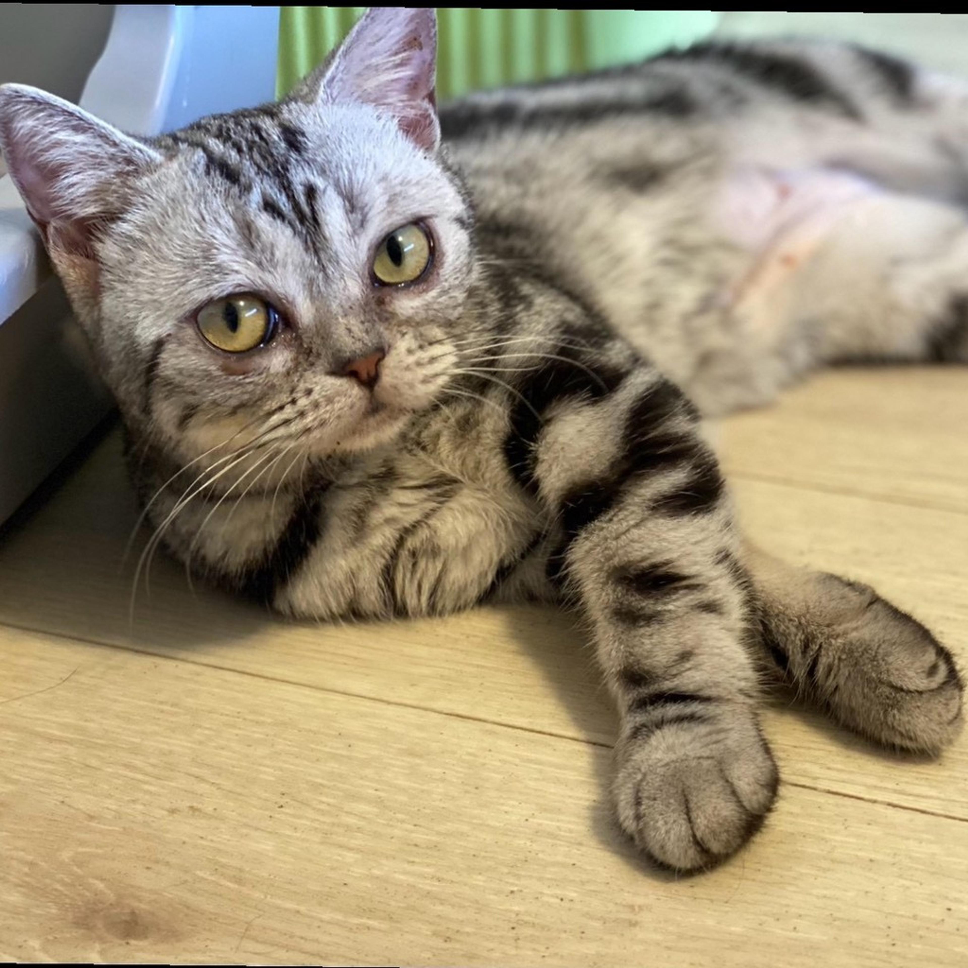 pet-image-3