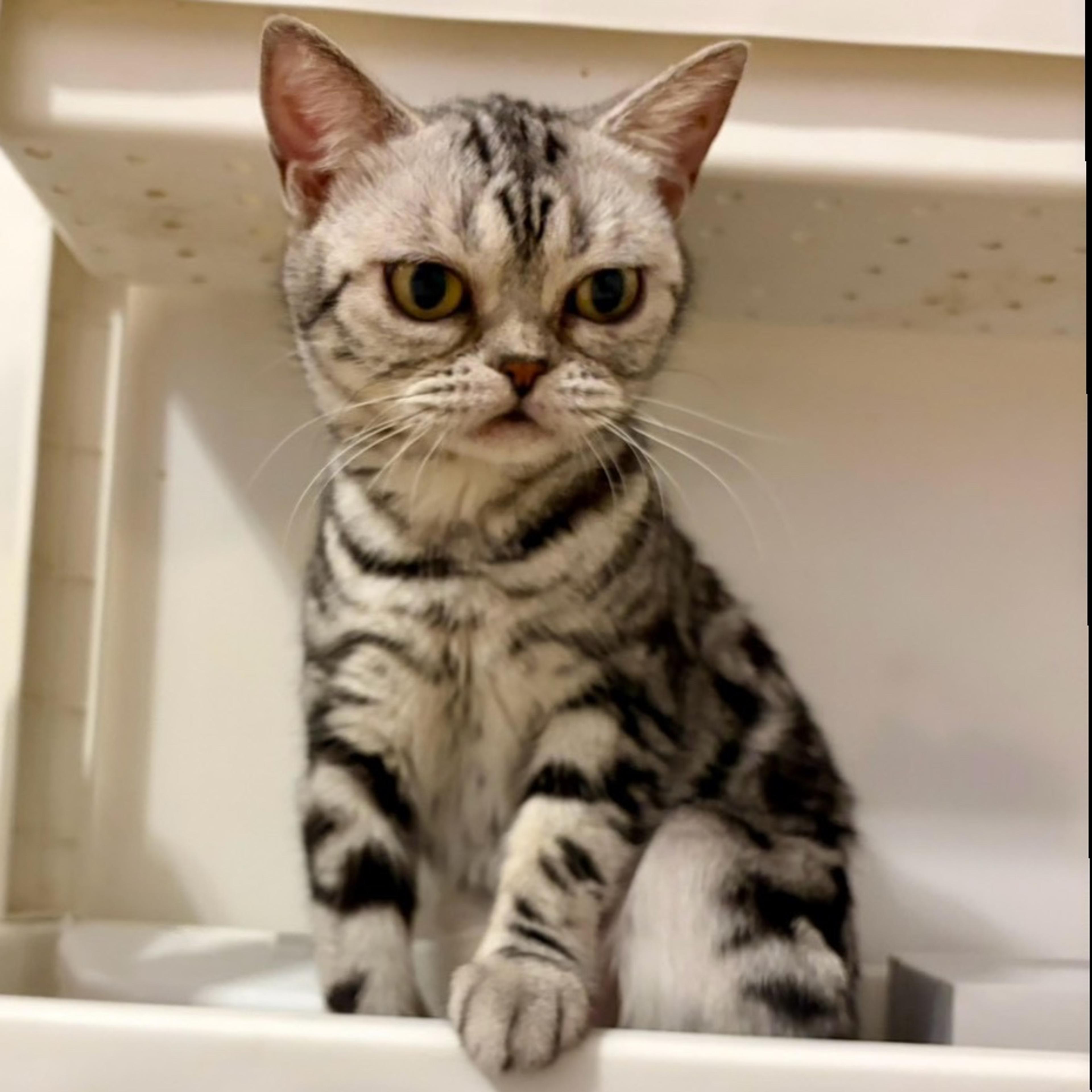 pet-image-4