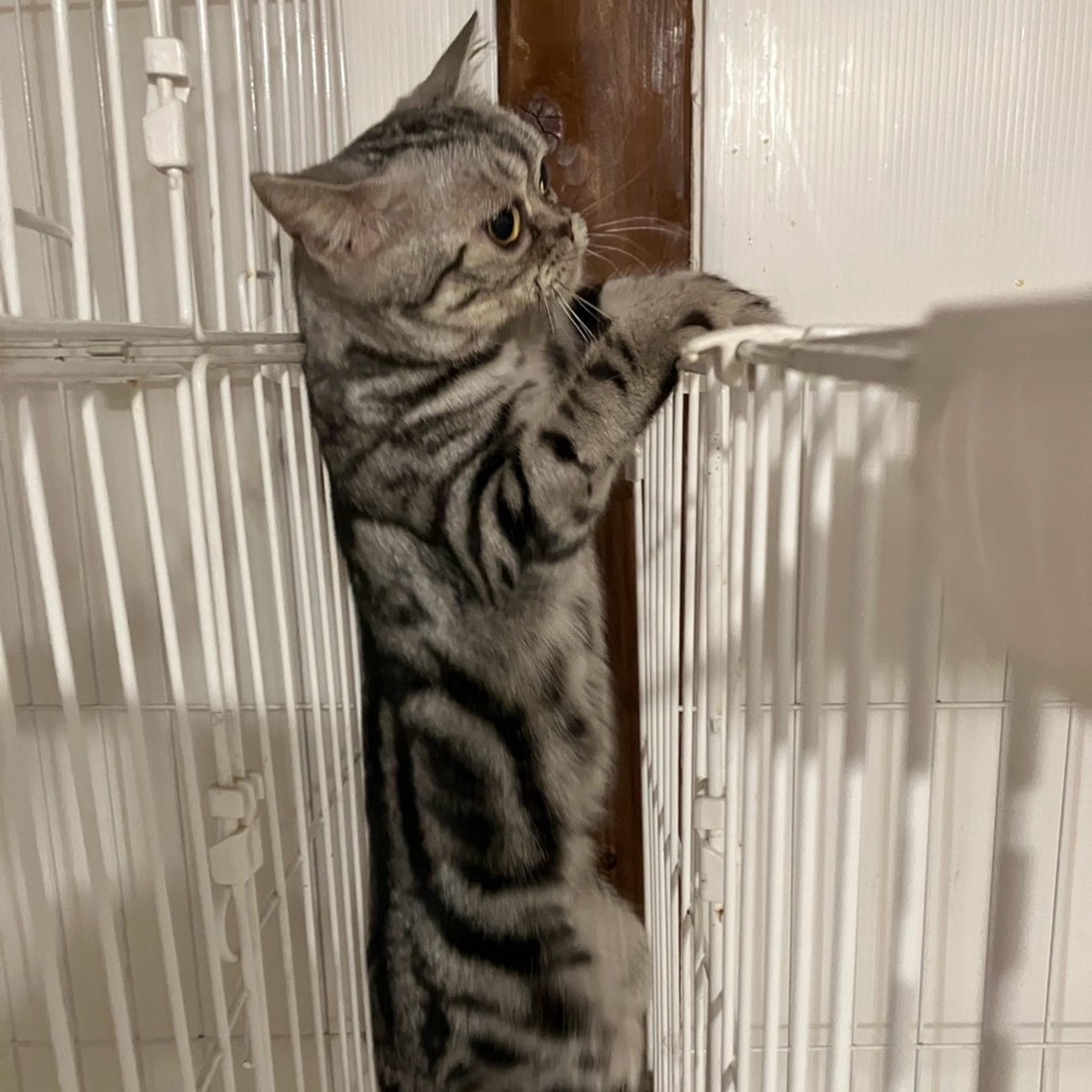 pet-image-5