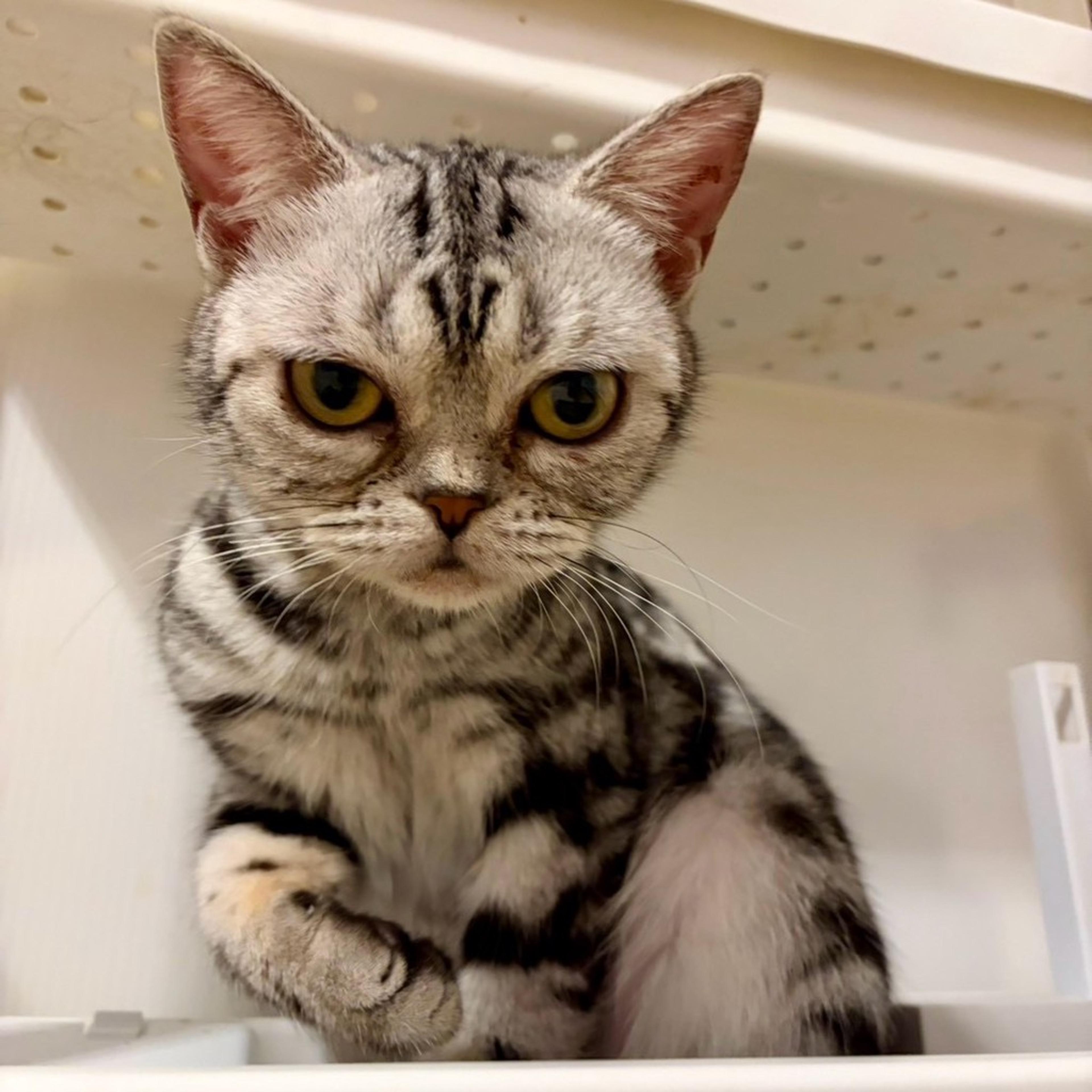 pet-image-6