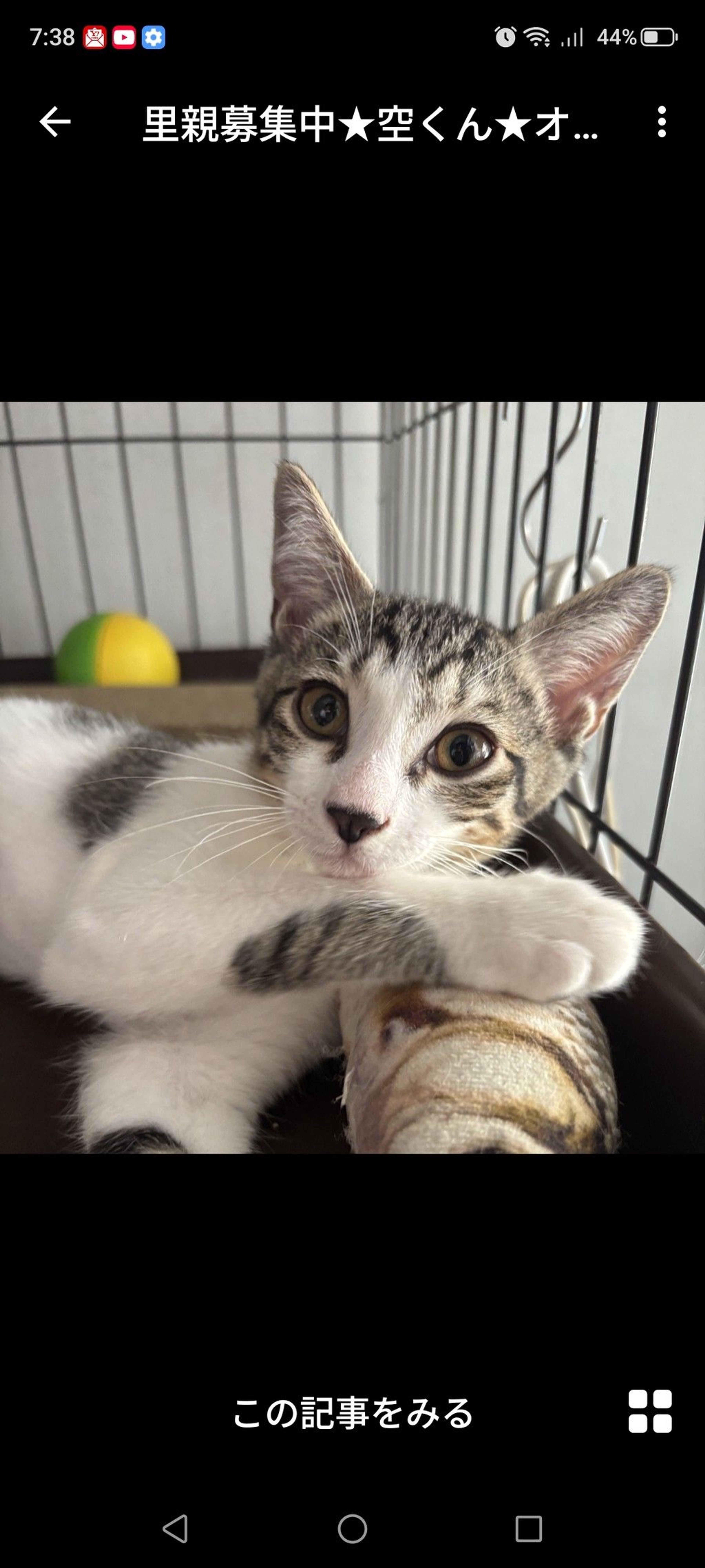 雑種（ミックス猫）・オスの里親募集の写真