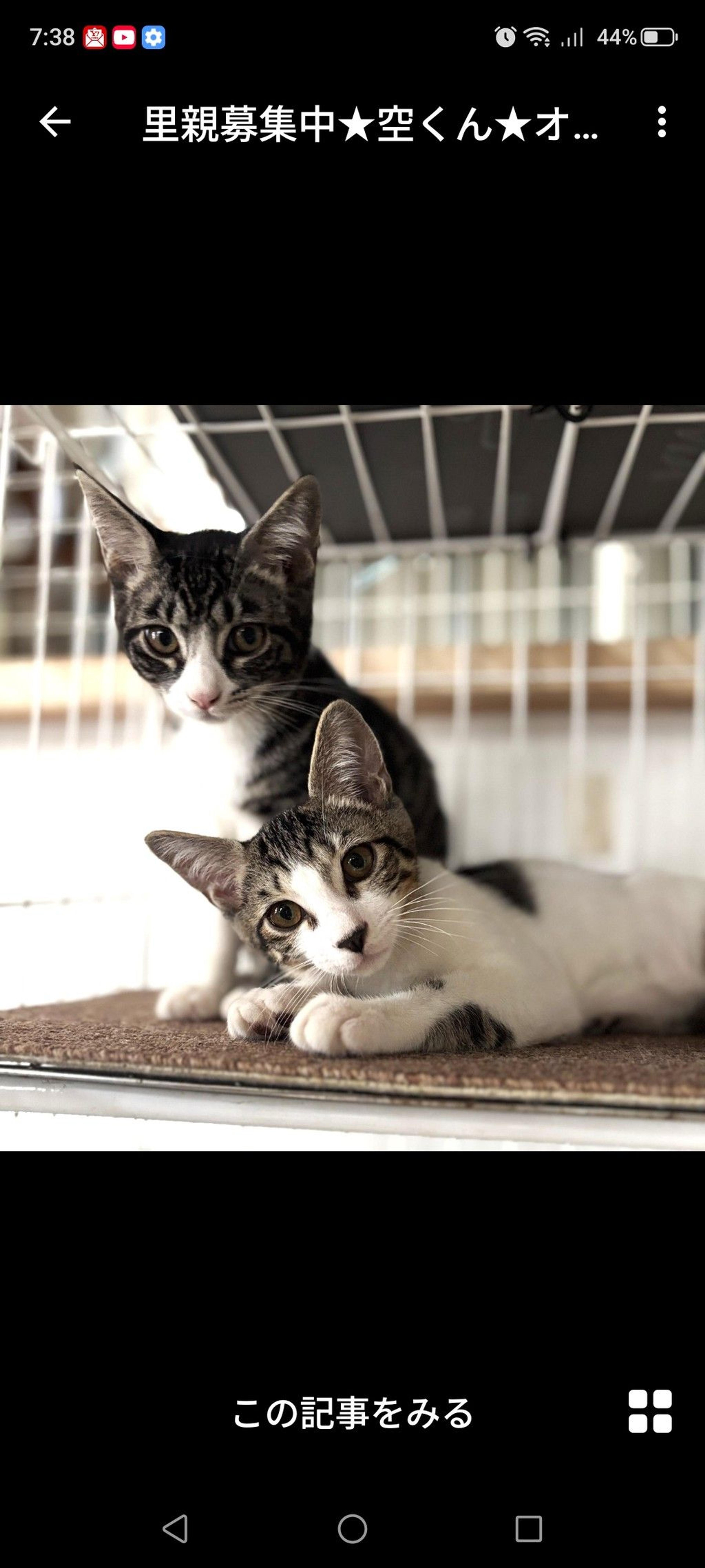 pet-image-2